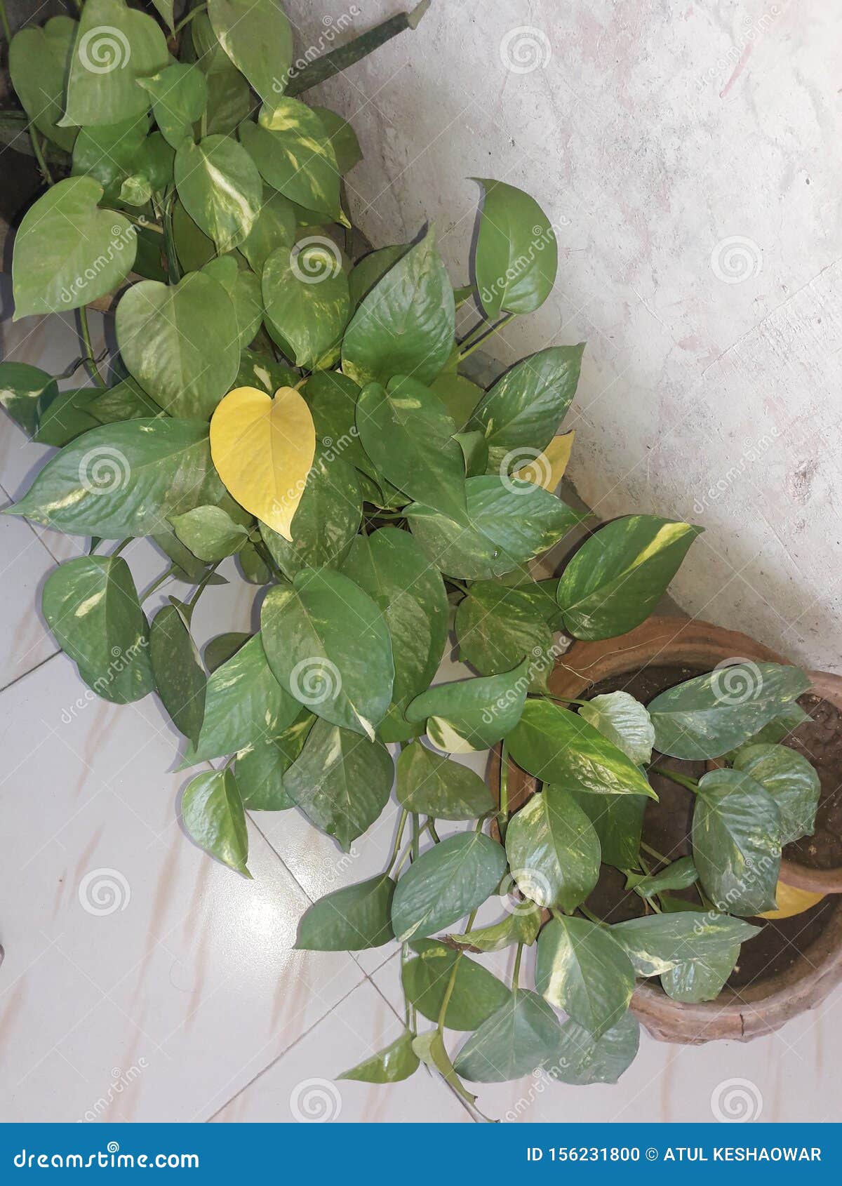 Beautiful Money plant stock photo. Image of money, leaf