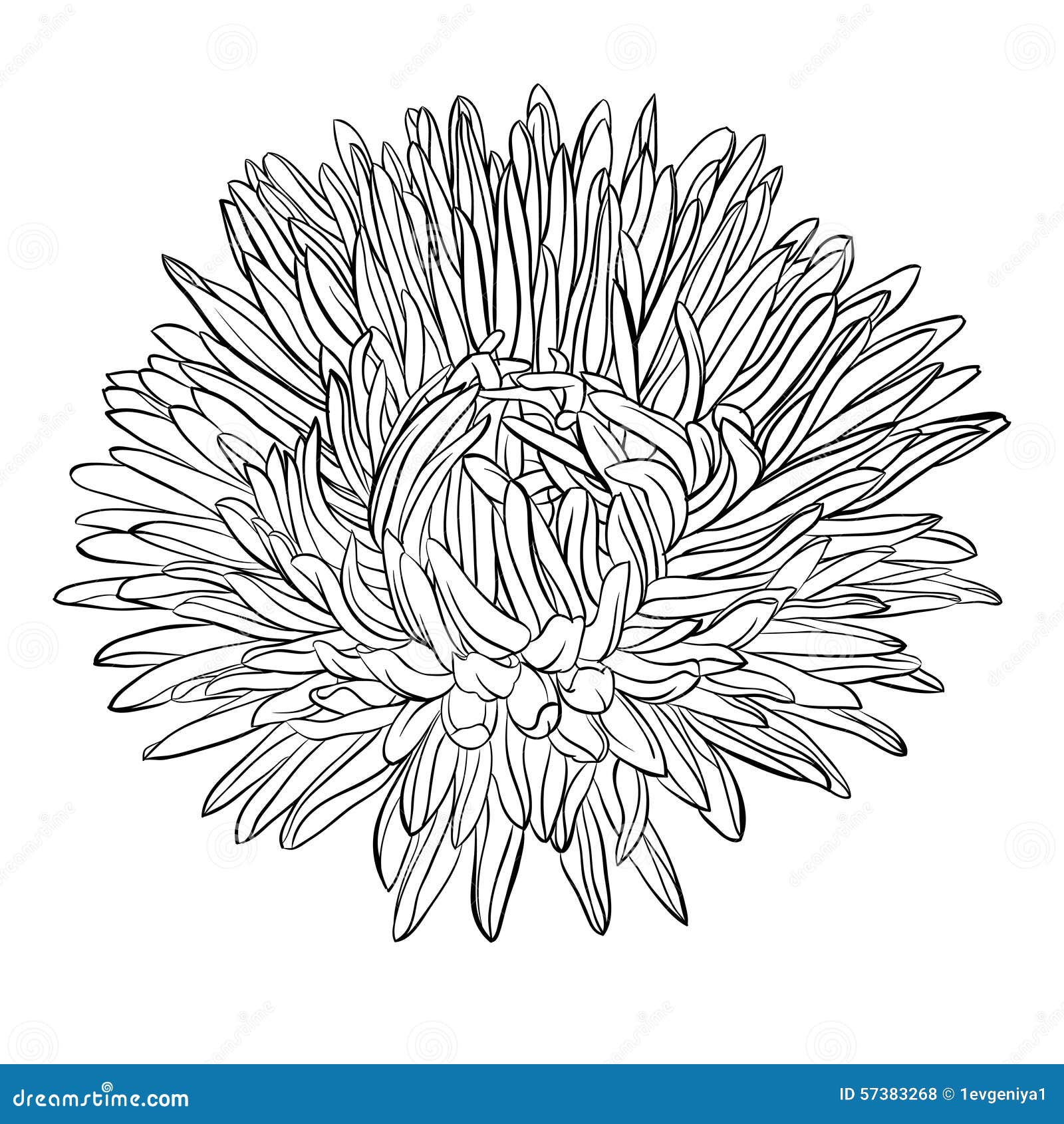 Beautiful Monochrome Black And White Aster Flower Isolated Illustration 57383268 Megapixl,Poison Ivy Leaf