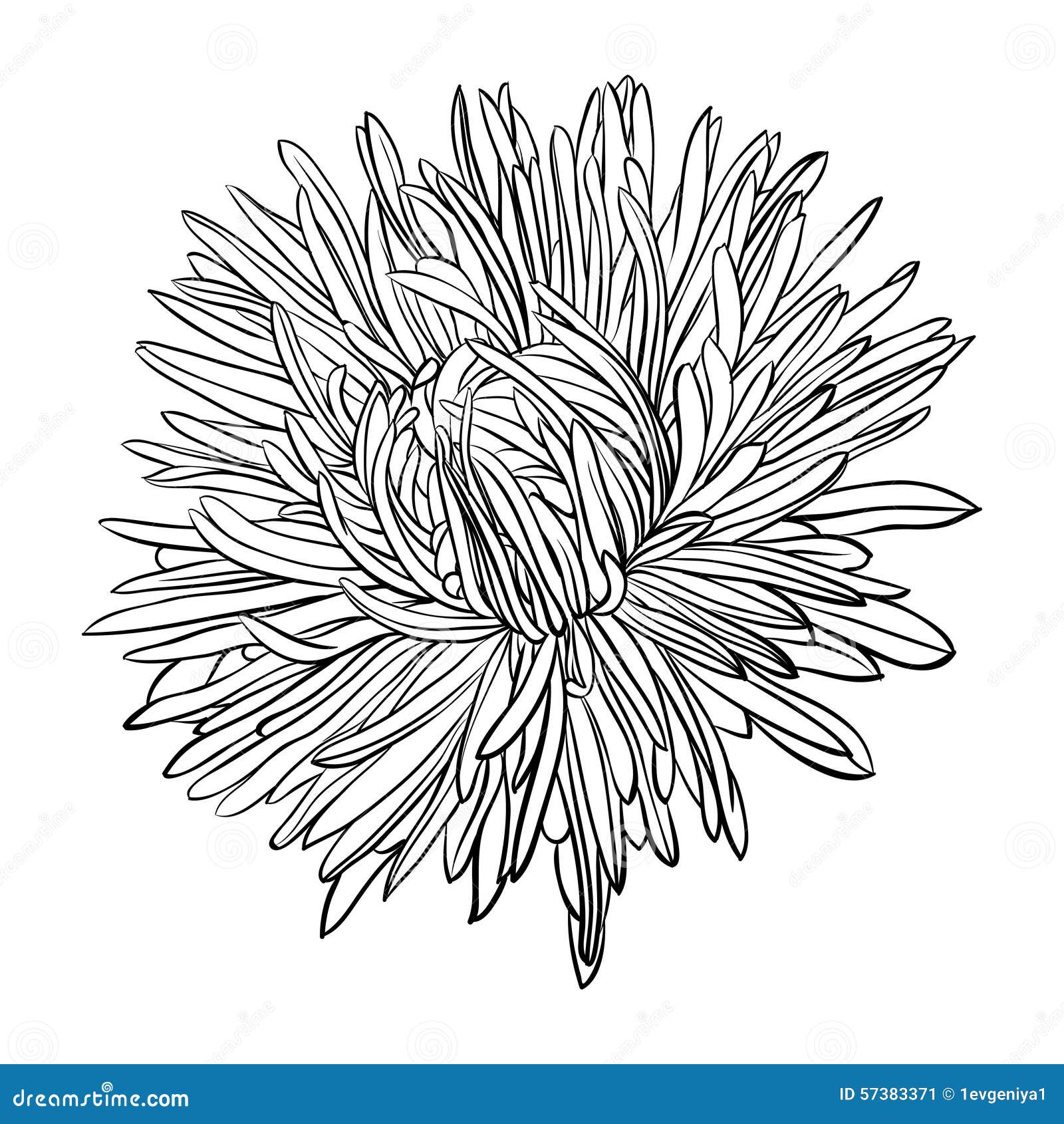 beautiful monochrome, black and white aster flower .