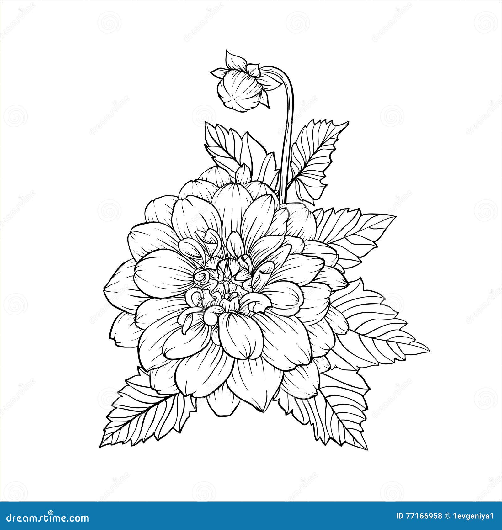 Beautiful Monochrome Black and White Bouquet Dahlia Isolated on ...