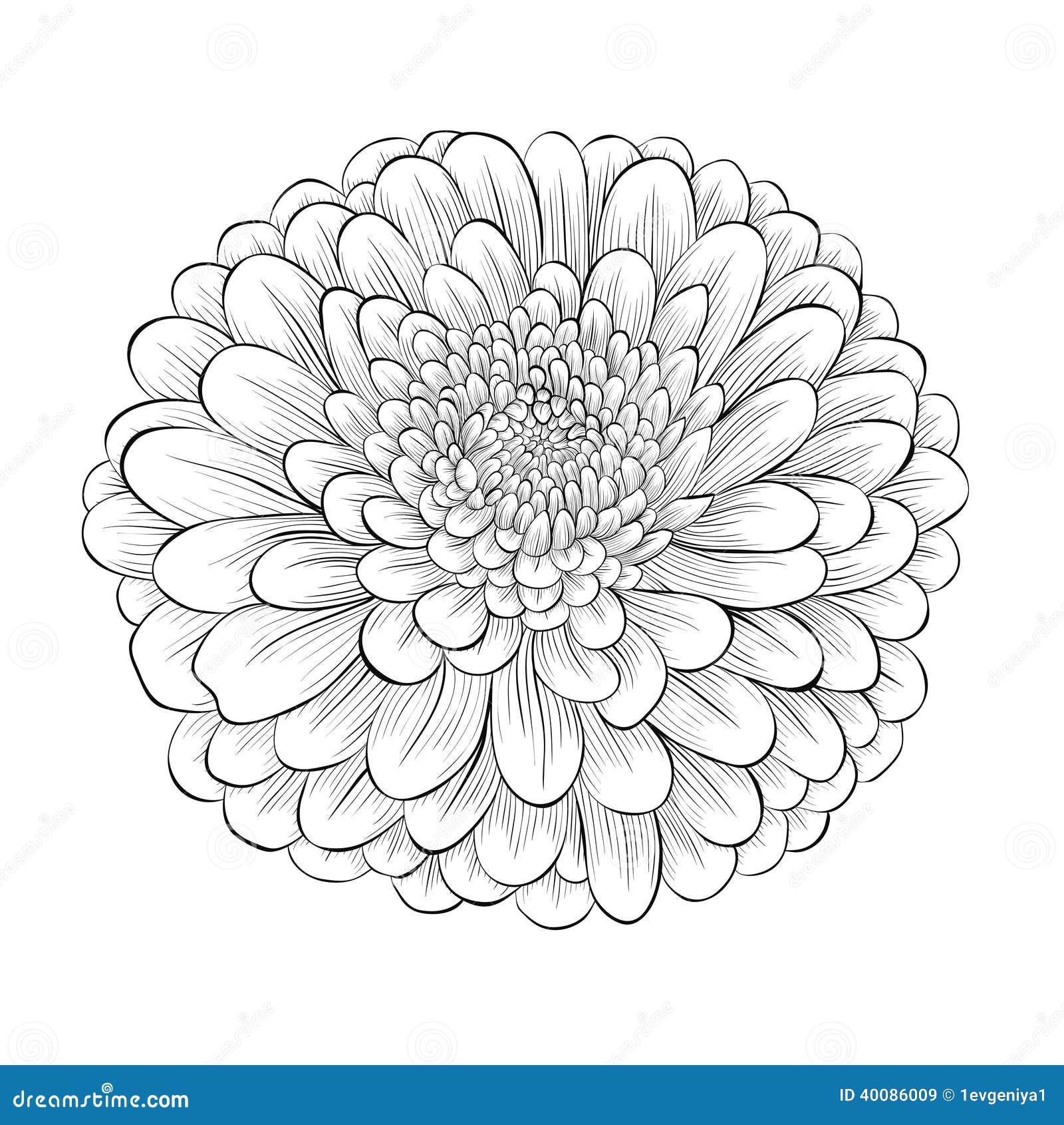 beautiful monochrome black and white flower  on white background