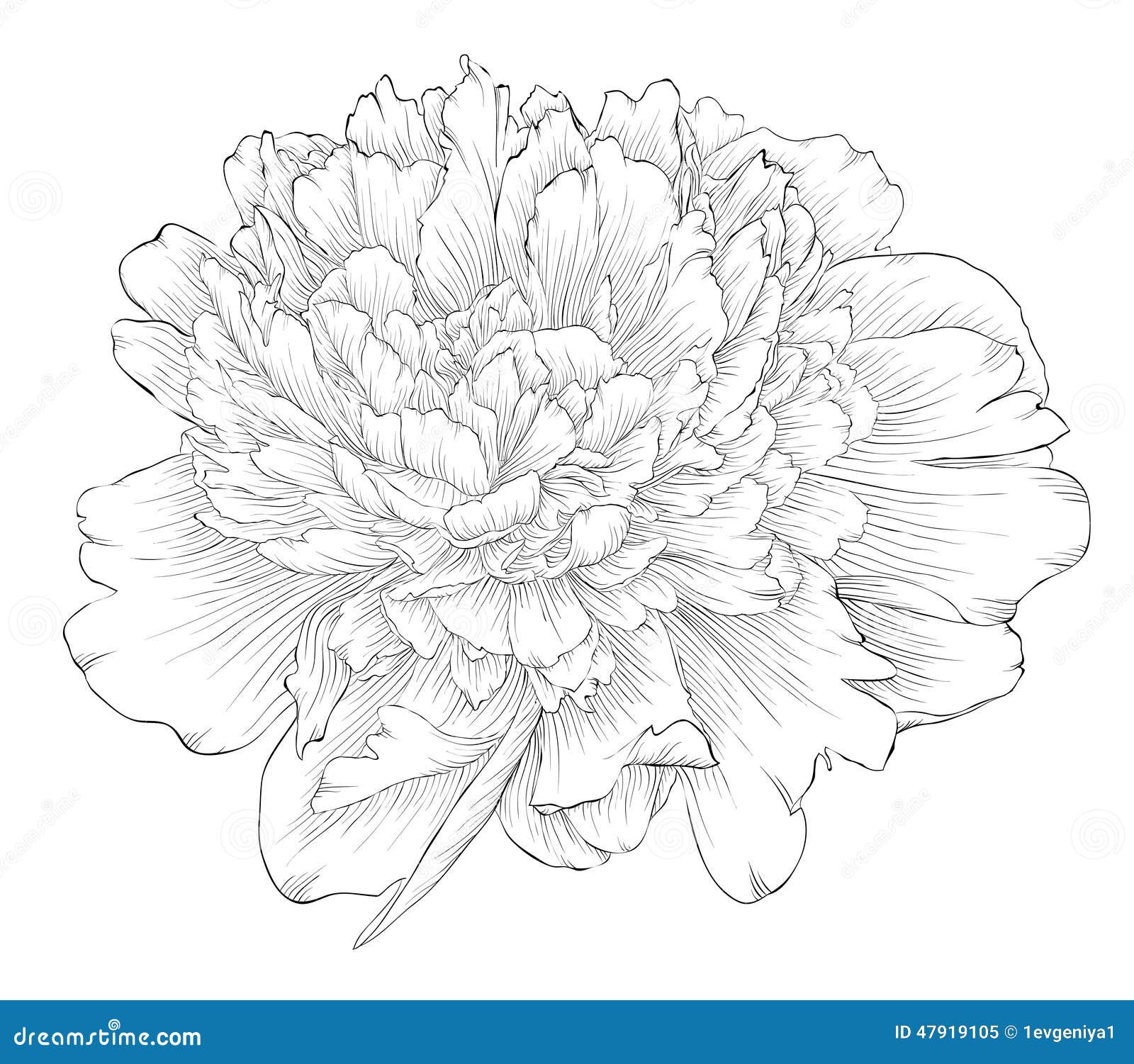 Peony Flower Line Drawing : Beautiful monochrome black and white peony flower isolated