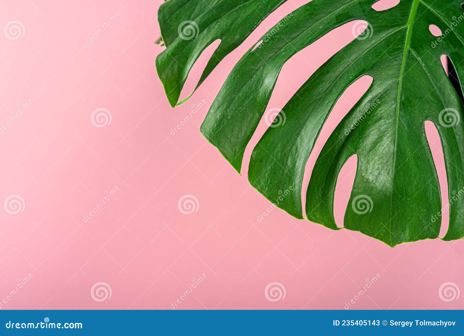 Beautiful Monstera Leaf on a Pink Background Stock Image Image of