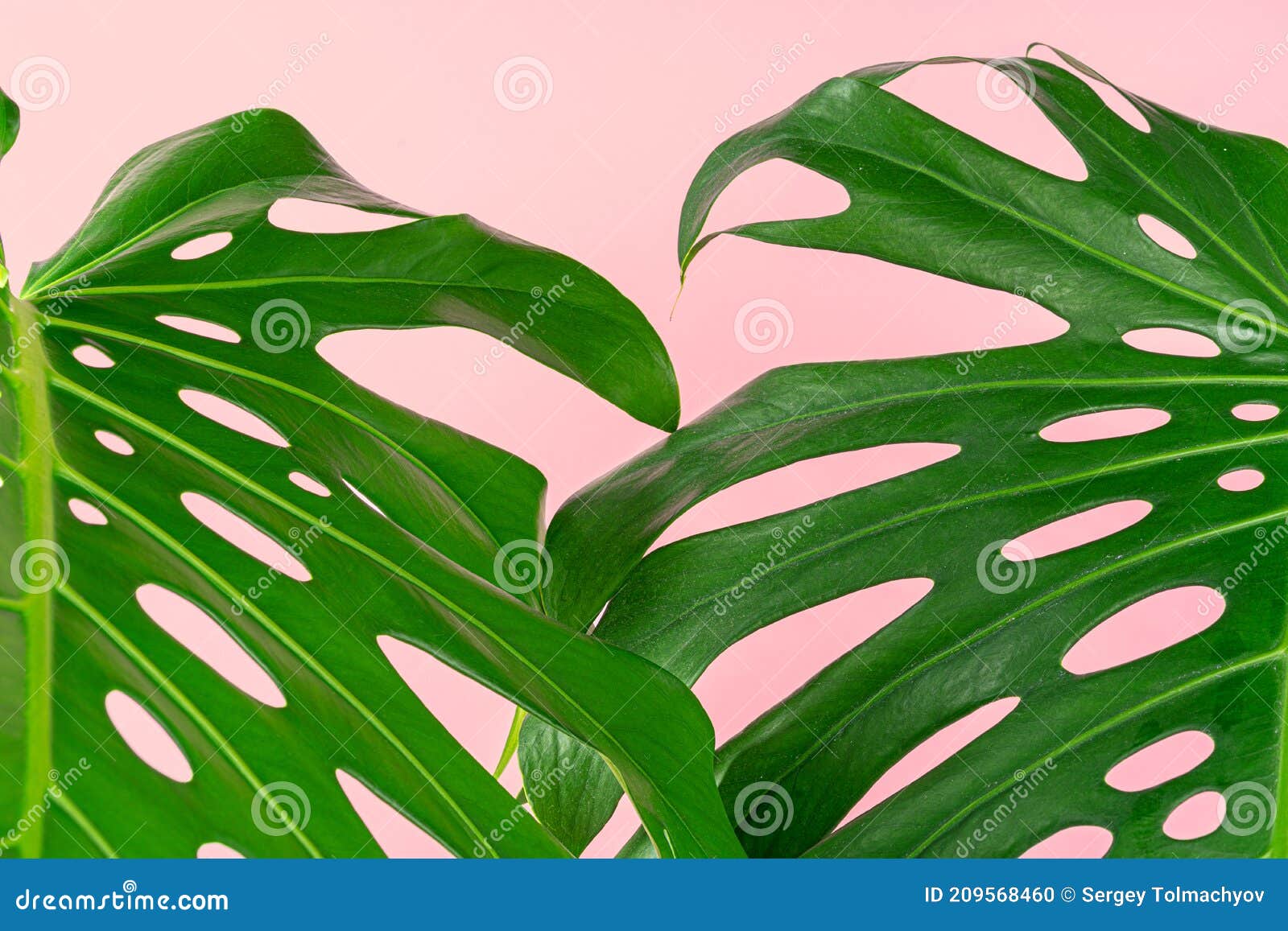 Beautiful Monstera Leaf on a Pink Background Stock Photo - Image of