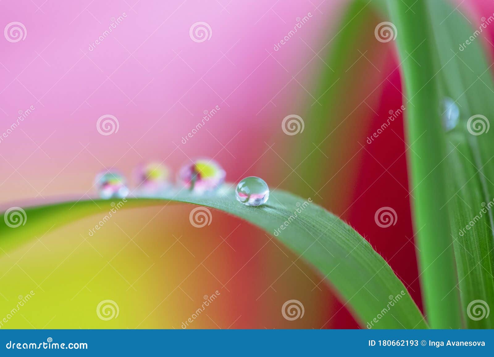 Beautiful Morning Dew on a Stem of Grass. Flowers Macro Photography. Nature Background Stock - Image of meadow, beetle: 180662193