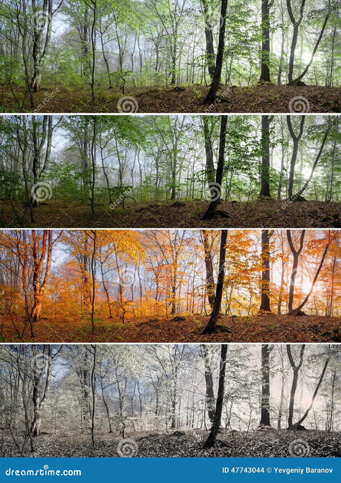 More similar stock images of ` Beautiful morning scene in the forest 