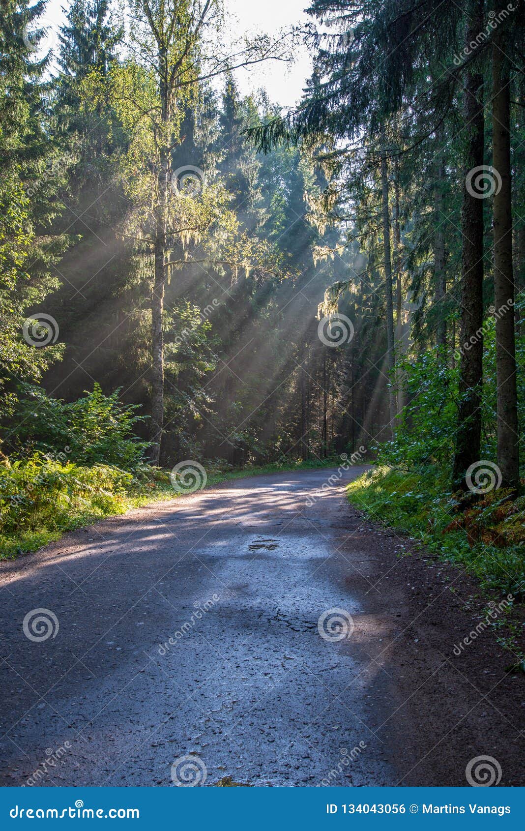 Beautiful Morning Sun Light Shining Through The Trees On The Road Sun