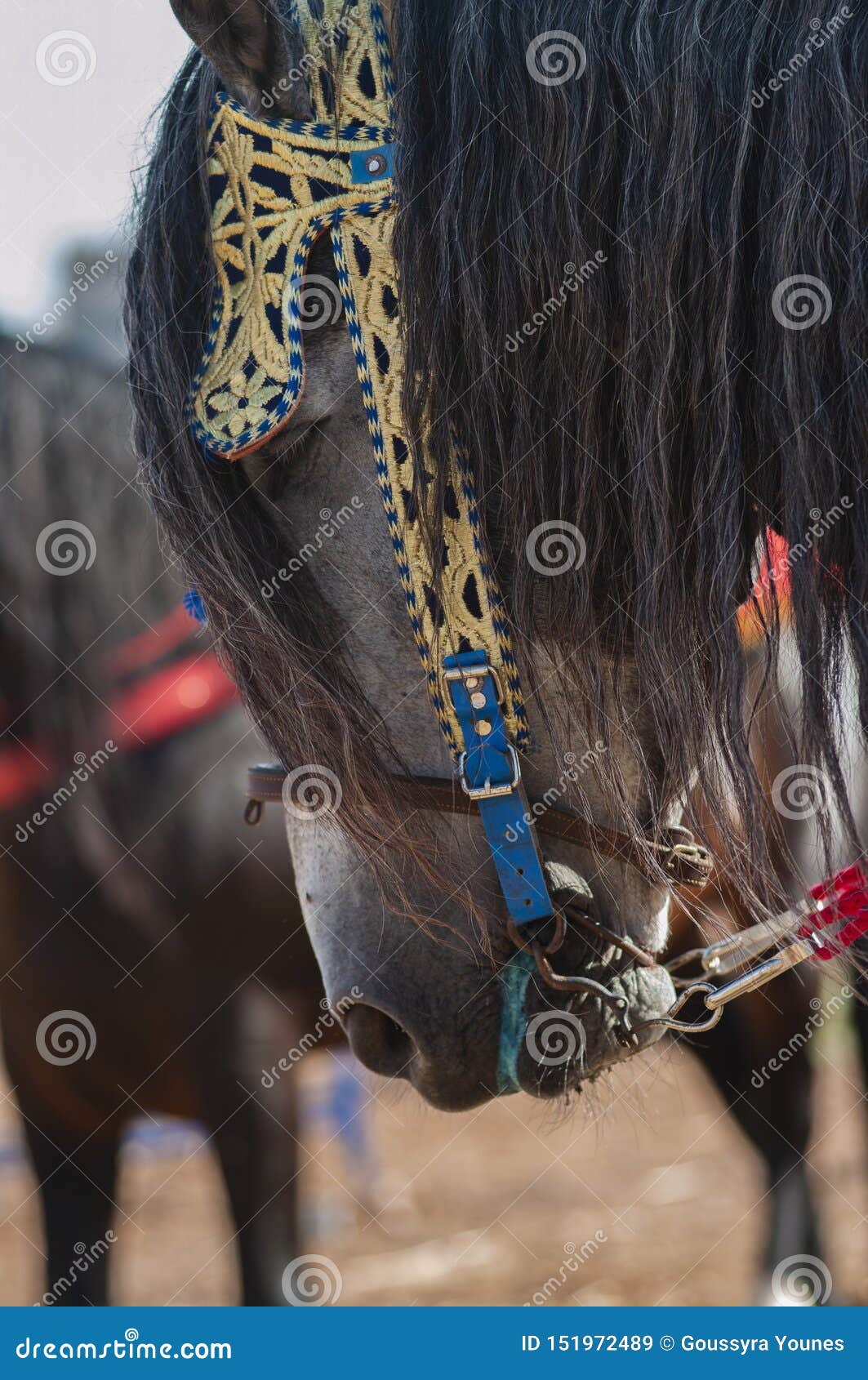 beautiful moroccan fantasia horse head