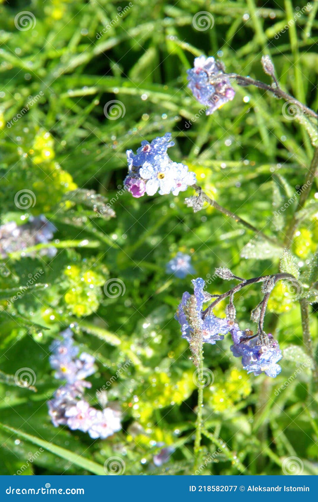 Beautiful Mountain Flowers. Flora of Mountain Ranges Stock Image