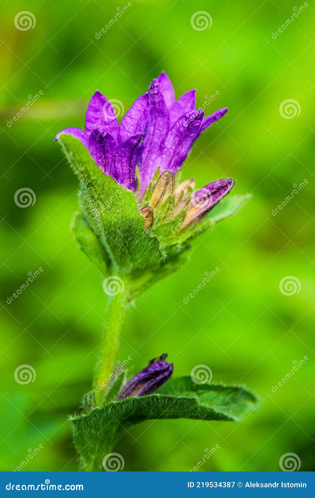 Beautiful Mountain Flowers. Flora of Mountain Ranges Stock Image