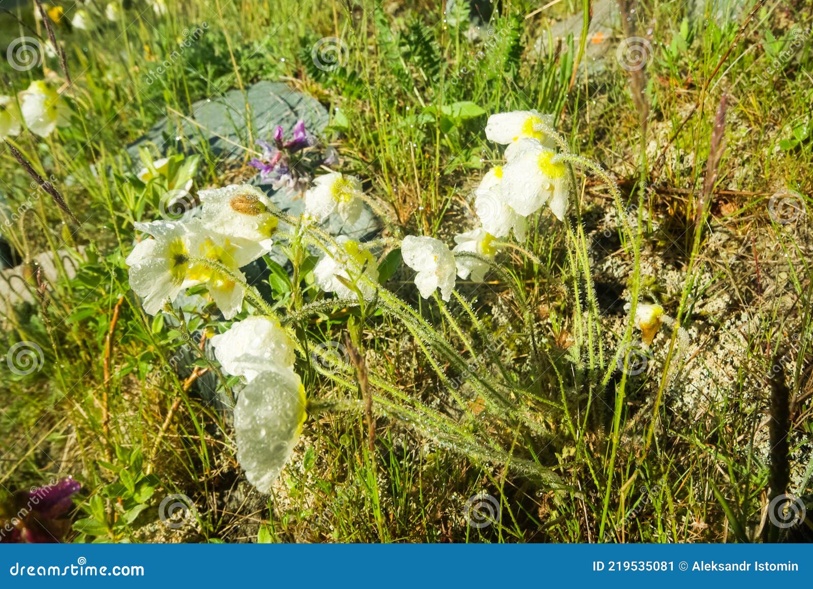 Beautiful Mountain Flowers. Flora of Mountain Ranges Stock Image