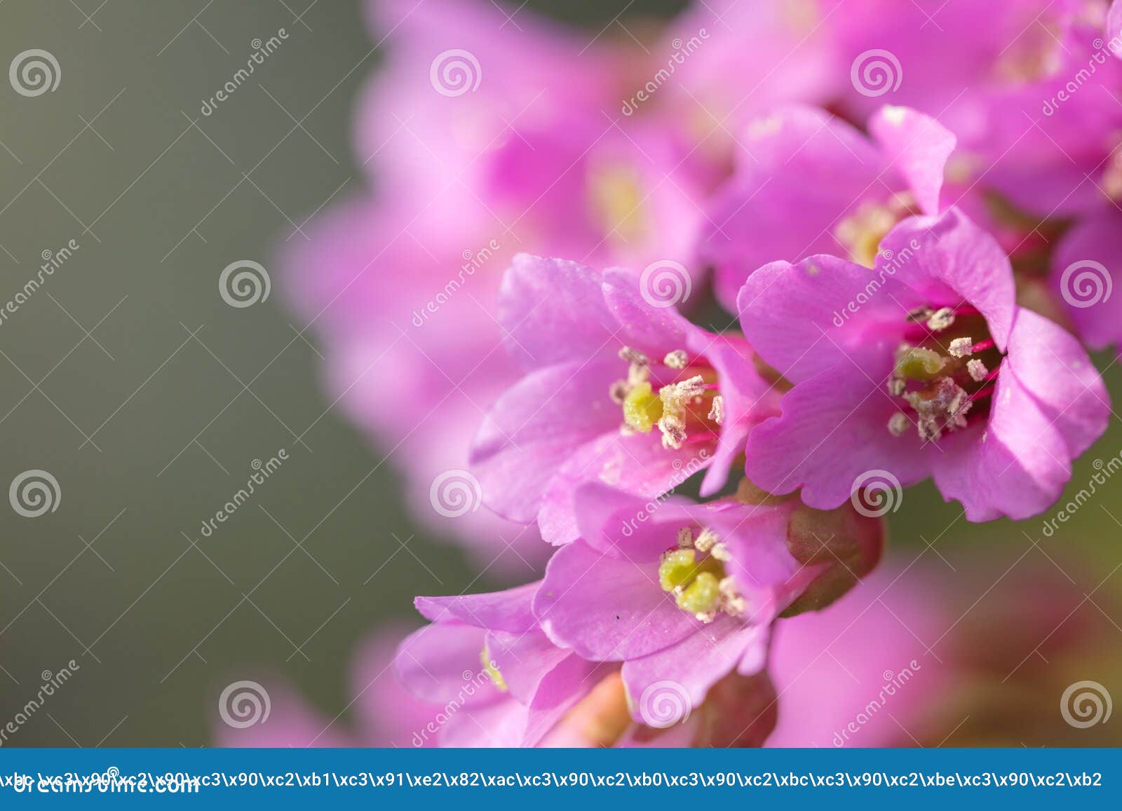 Beautiful Mountain Flowers. Lush Mountain Vegetation Close Up and ...