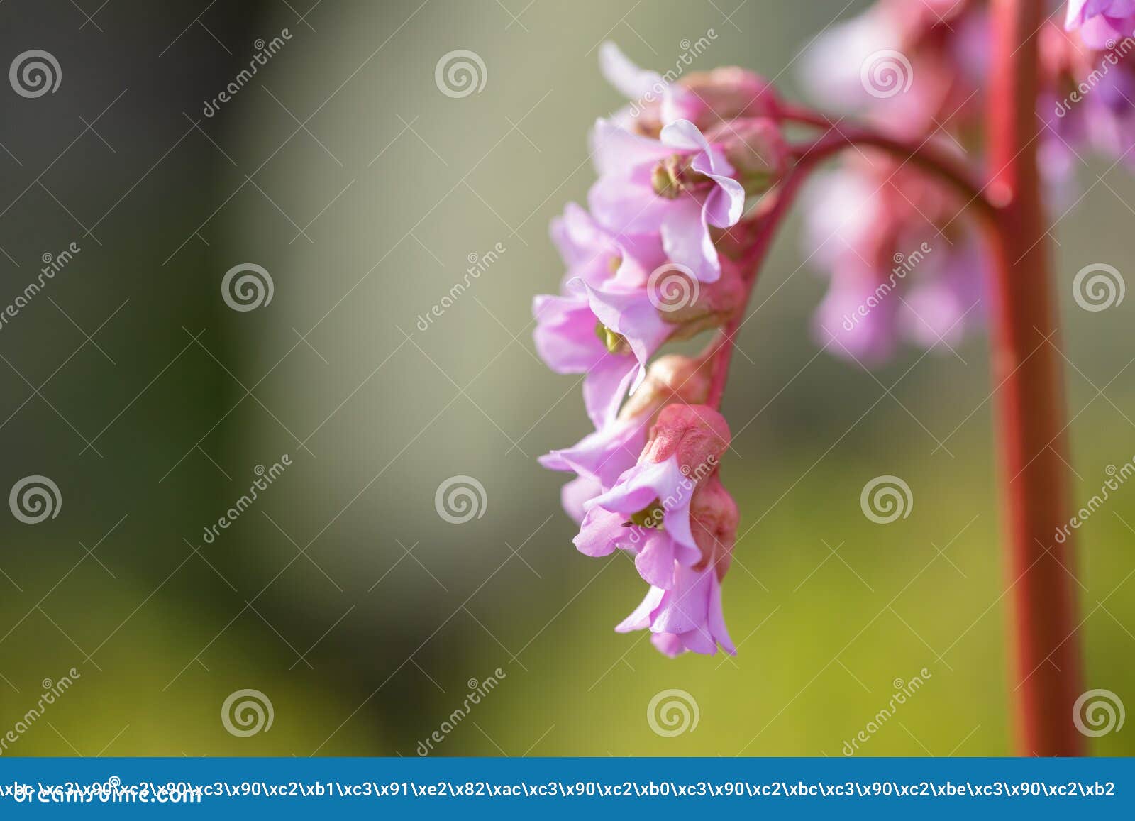 Beautiful Mountain Flowers. Lush Mountain Vegetation Close Up and ...