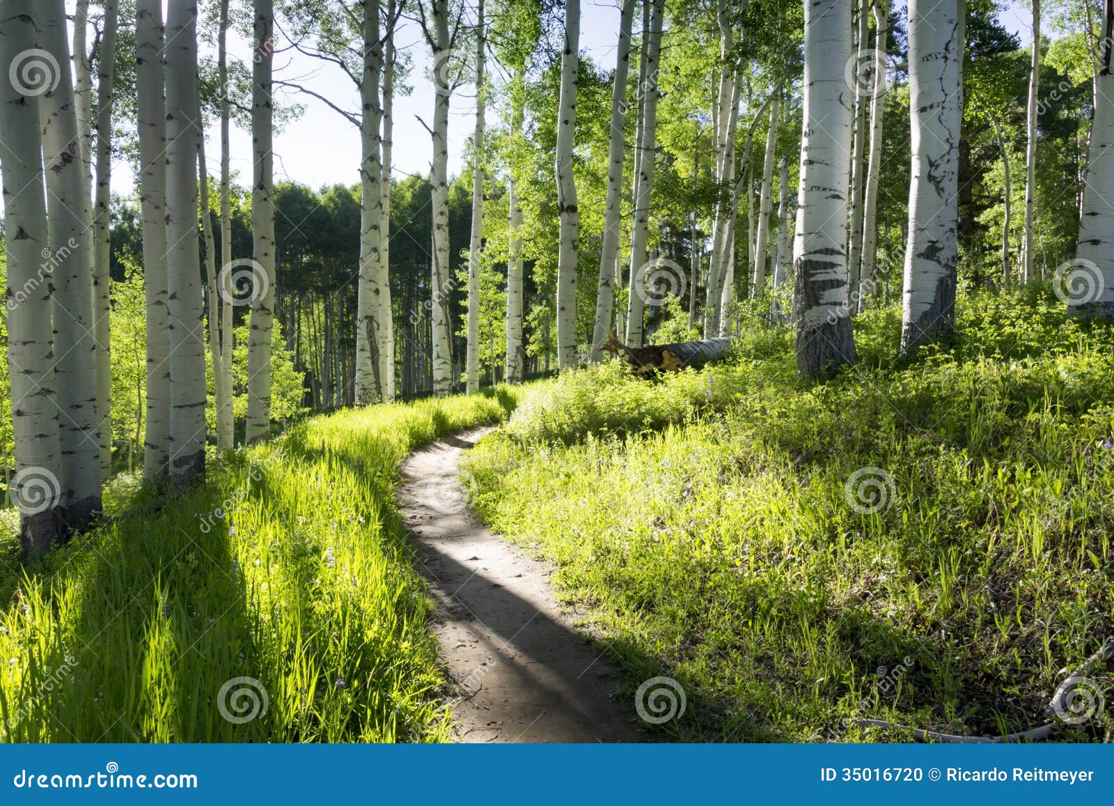 beautiful mountain hiking trail through aspen trees of vail colorado