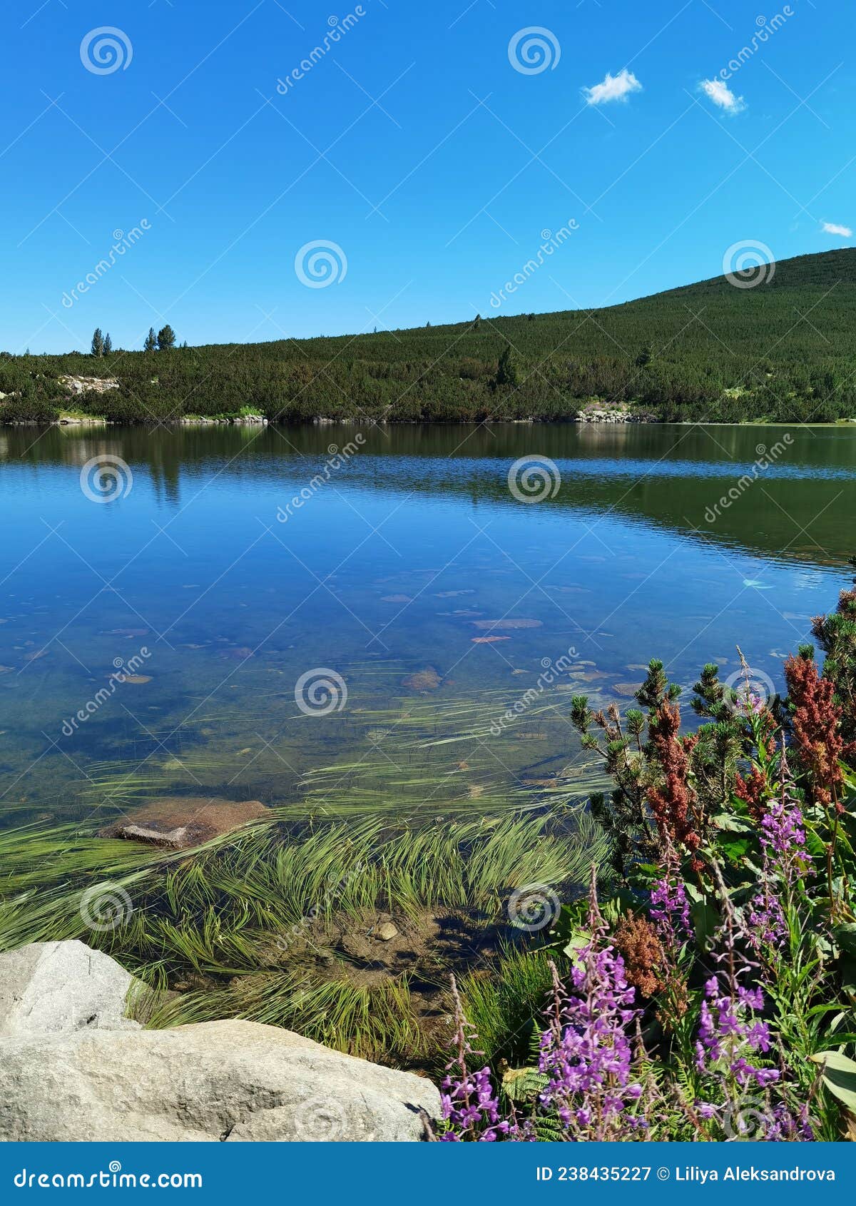 Beautiful Mountain Lake With Clear Water And Flowers And Green Plants