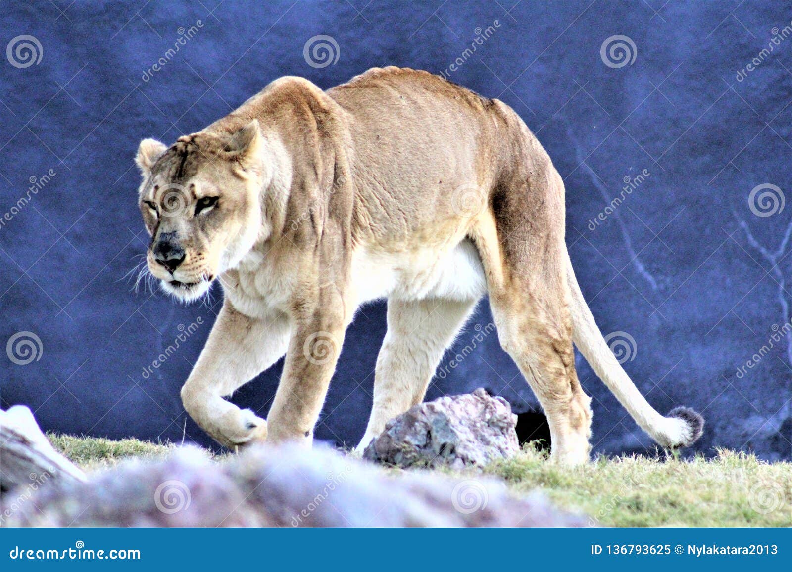 genus of mountain lion