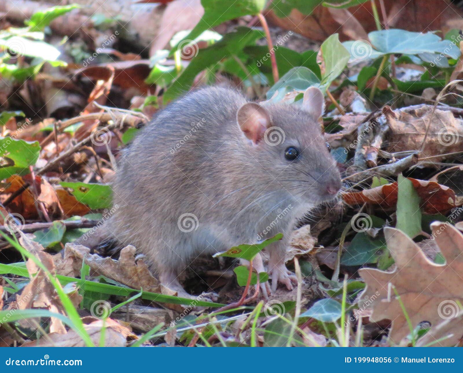 beautiful mouse in the countryside looking for food