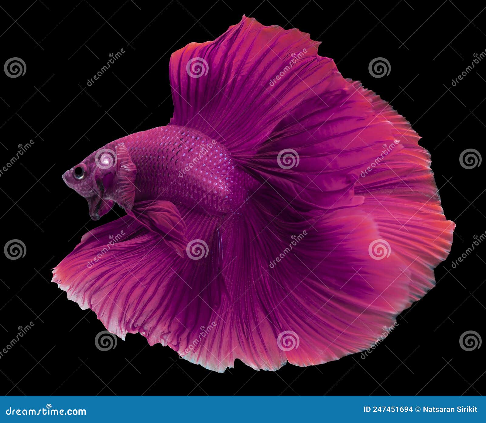 Beautiful Movement of Pink Purple Betta Fish, Fancy Halfmoon Betta, the  Moving Moment Beautiful of Siamese Fighting Fish, Betta Stock Photo - Image  of luxury, green: 247451694