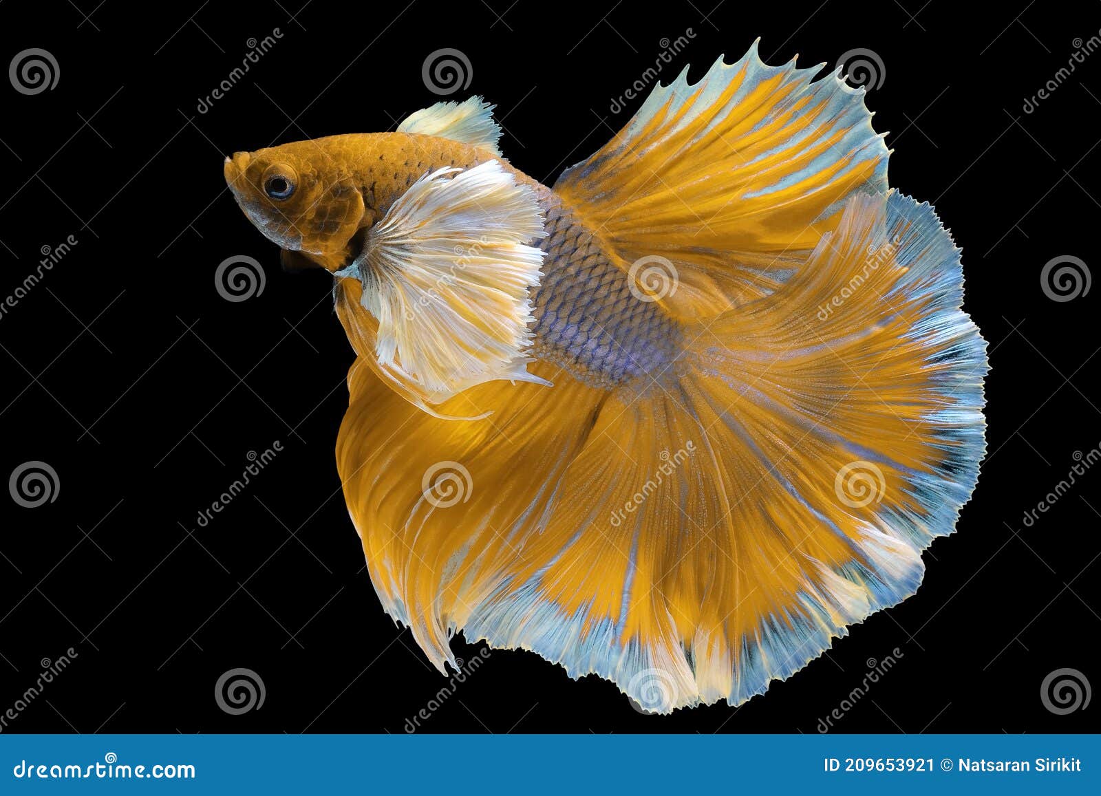 Beautiful Movement of Yellow Betta Fish, Siamese Fighting Fish ...