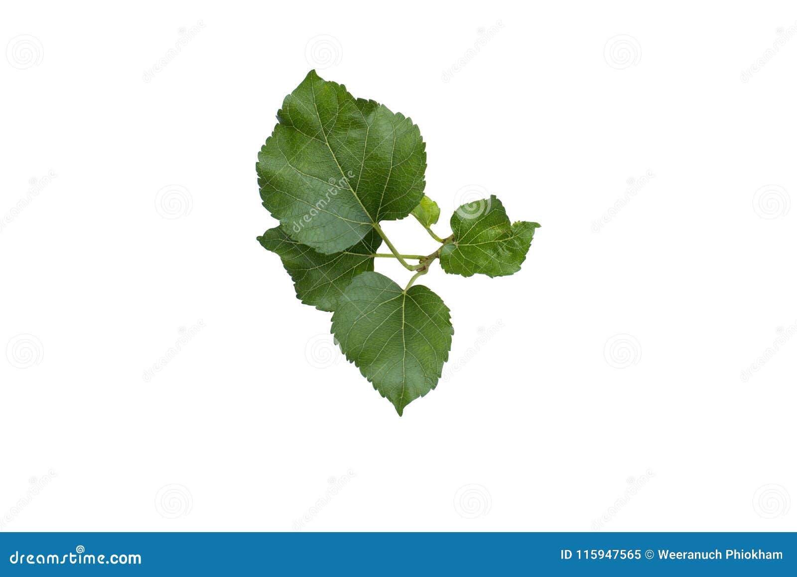 Beautiful Mulberry Leaf on White Background Stock Image - Image of