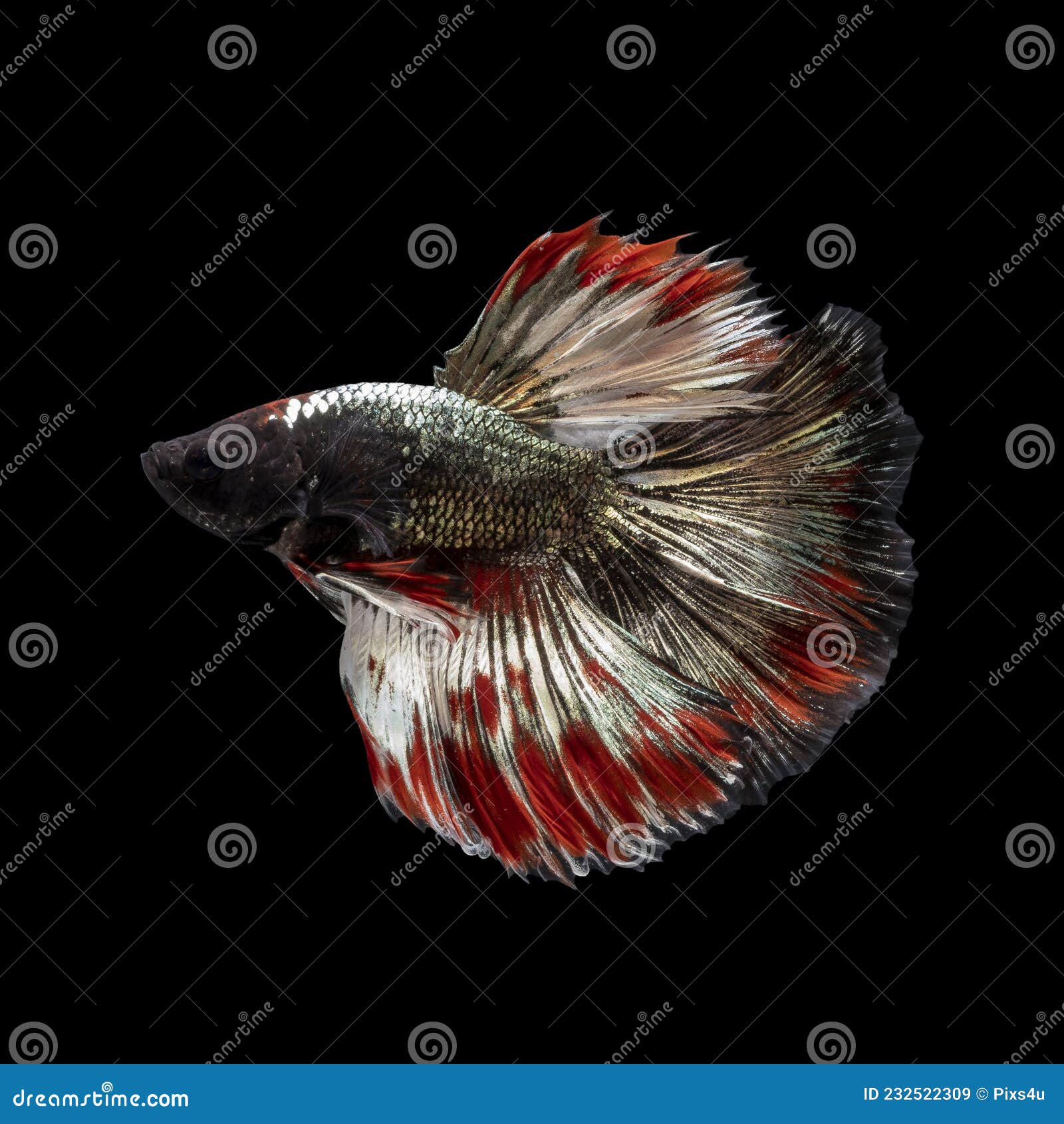 beautiful multi color of siamese fighting fish