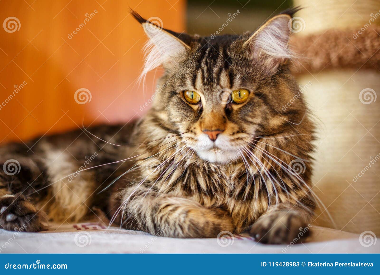 Beautiful Multi Colored Home Cat Sitting Pets Breed Maine Coon Stock Image Image Of Kitten Brown 119428983