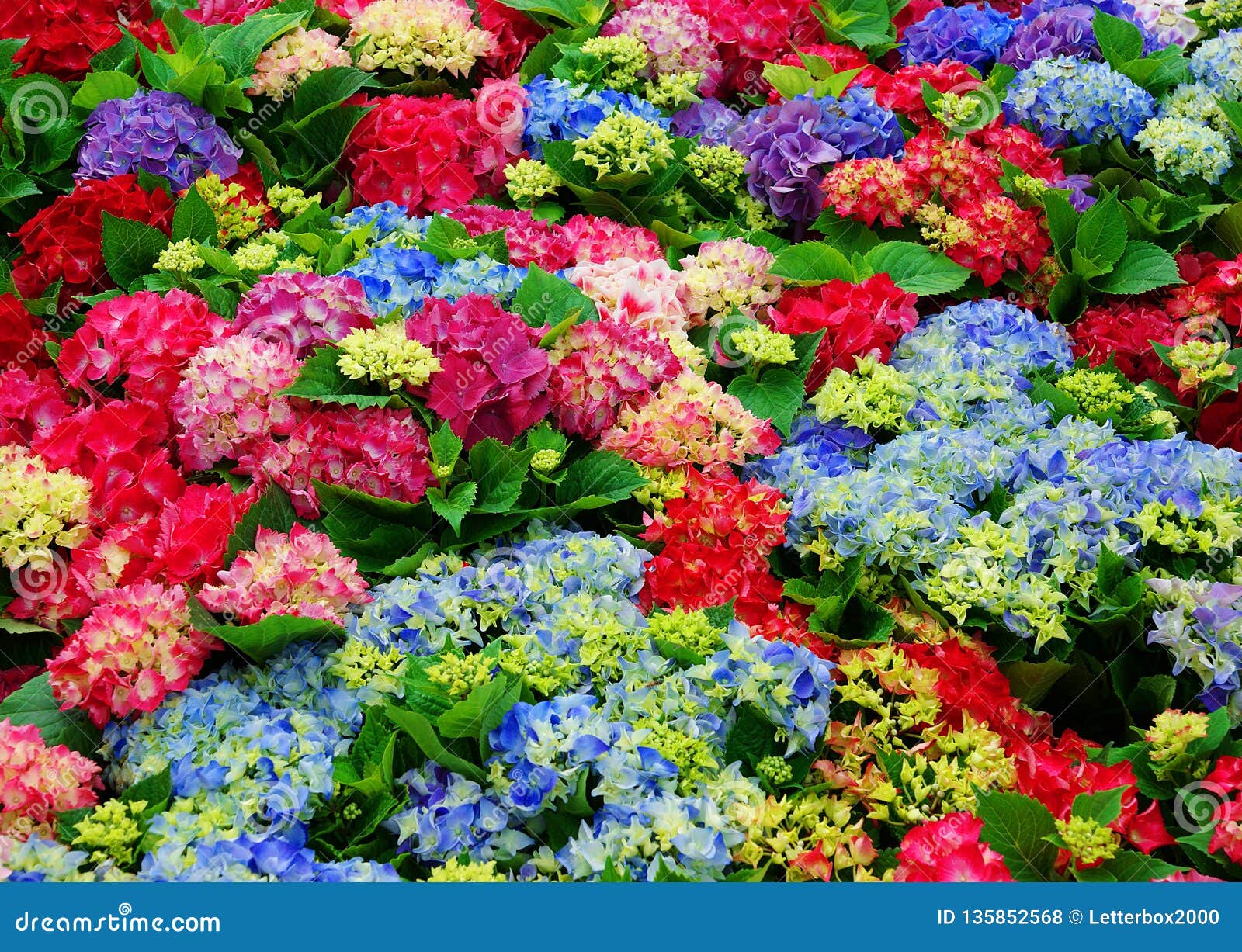 Beautiful Multicolored Hydrangeas in a Summer Day Stock Photo Image of spring, nature 135852568