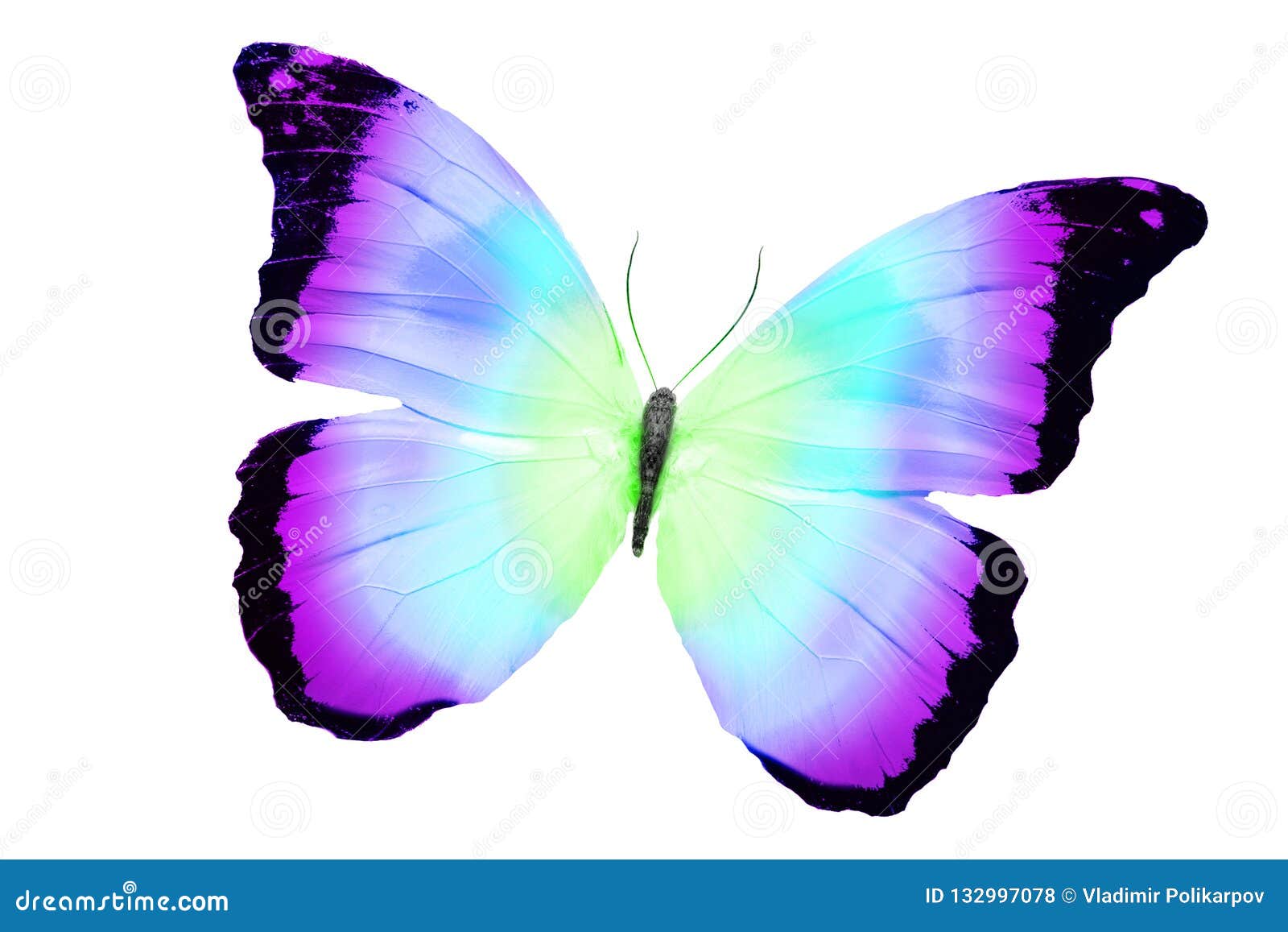 Beautiful Multicolor Butterfly Isolated on White Background Stock Photo