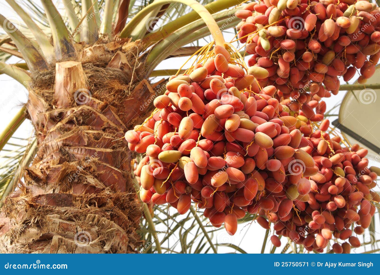 Beautiful Multicolor Kimri Dates Stock Image Image of bahrain, fruits