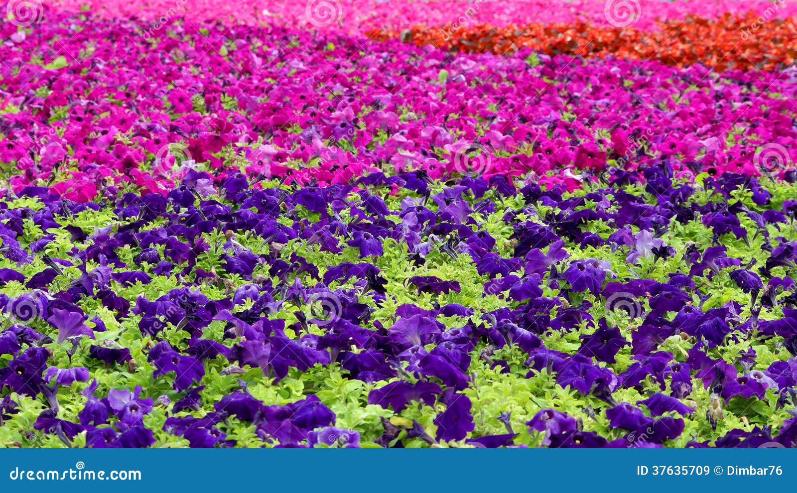 Beautiful Multicolored Carpet of Flowers Stock Image Image of bright