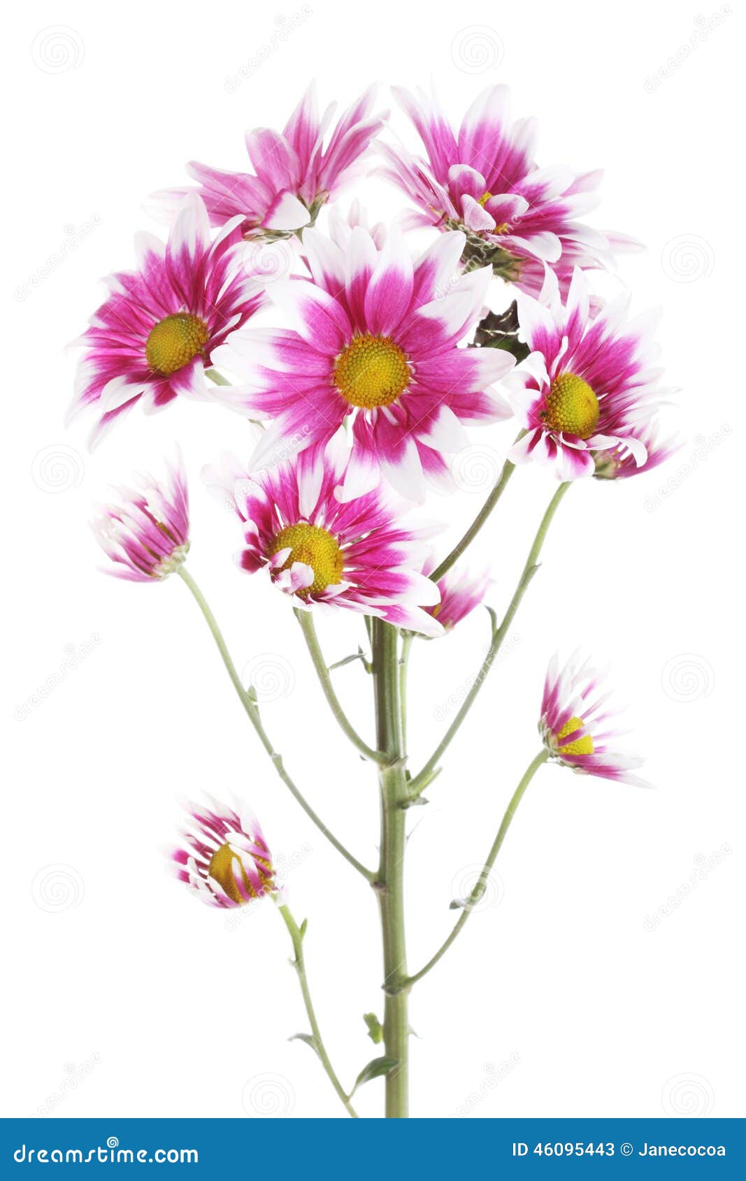 Beautiful Mum Flower on White Background Stock Image - Image of vibrant ...