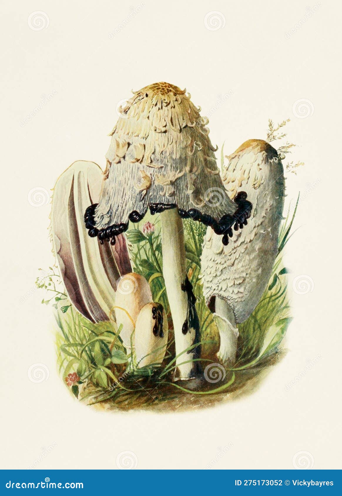 beautiful mushroom . coprinus porcellanus