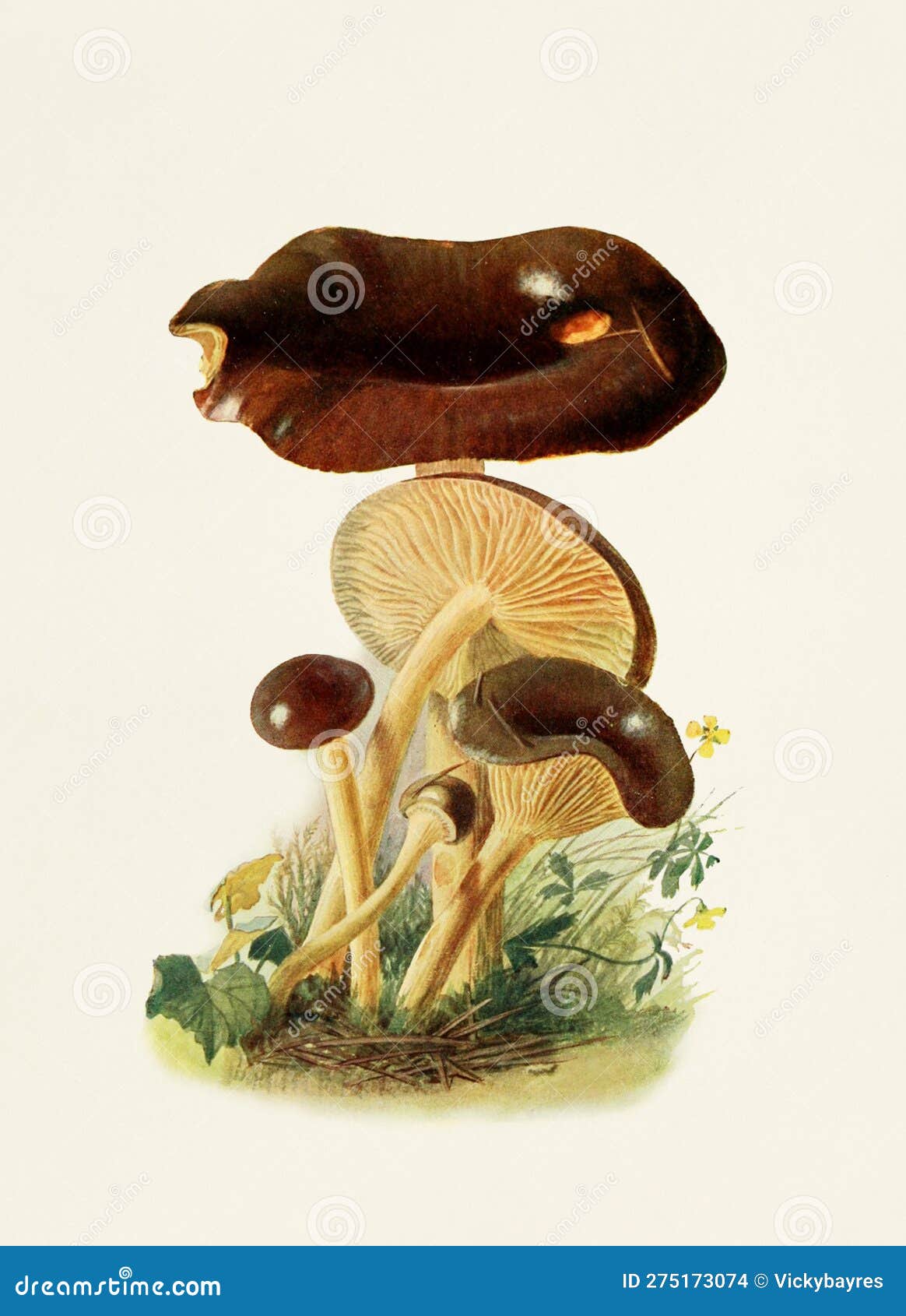 beautiful mushroom . limacium vitellum