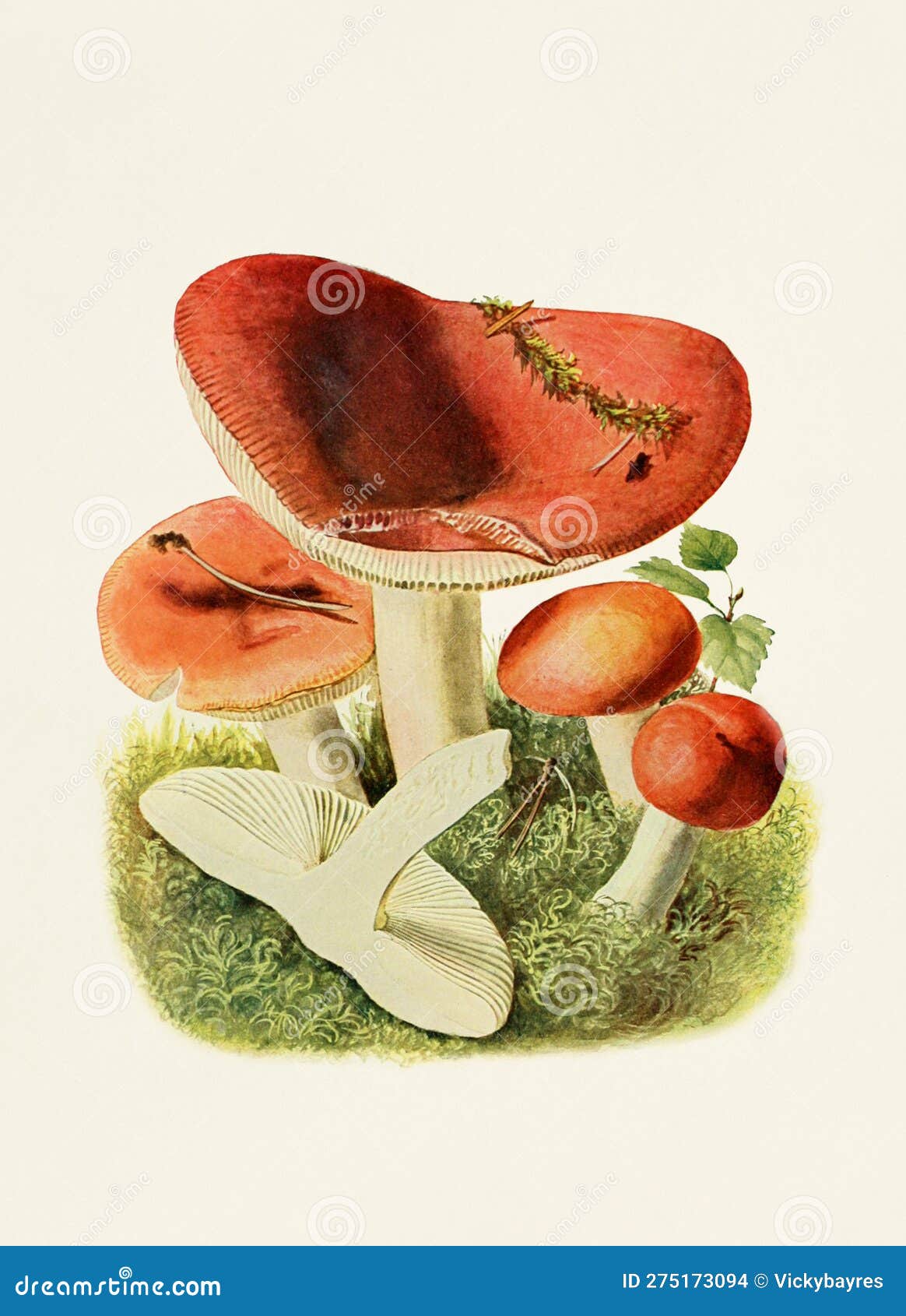 beautiful mushroom . russula emetica