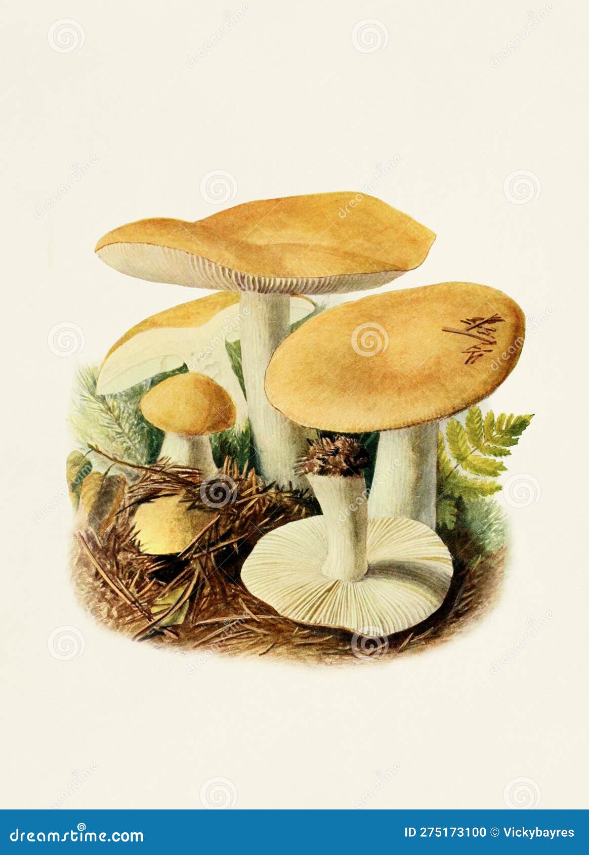 beautiful mushroom . russula ochroleuca