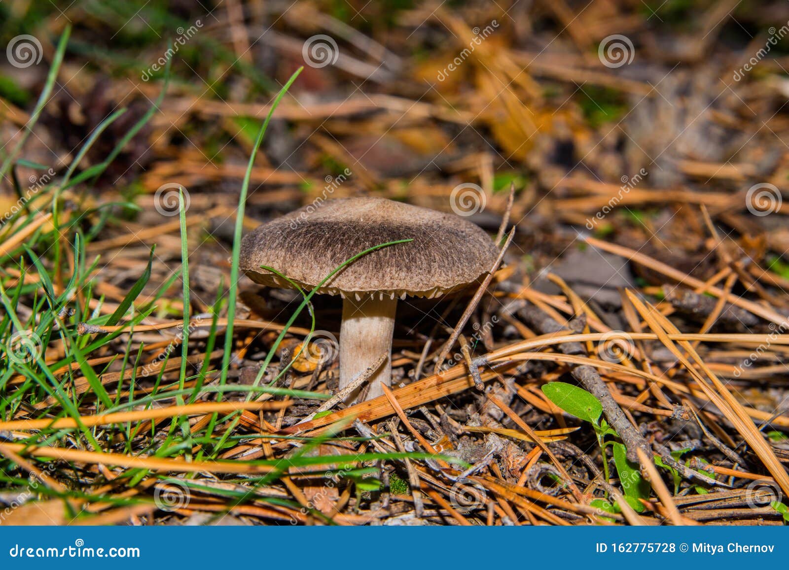 beautiful mushroom tricholoma triste in a pine forest. mushroom close-up.