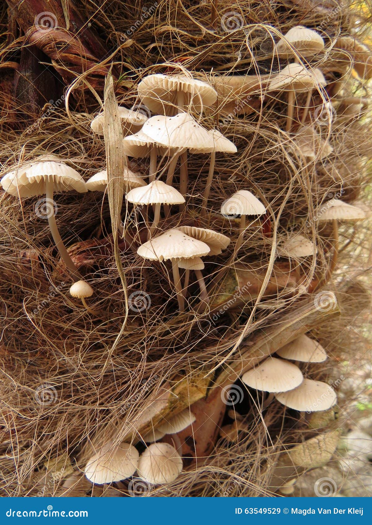 Beautiful Mushrooms Growing On The Trunk Of My Dutch Palm Tree