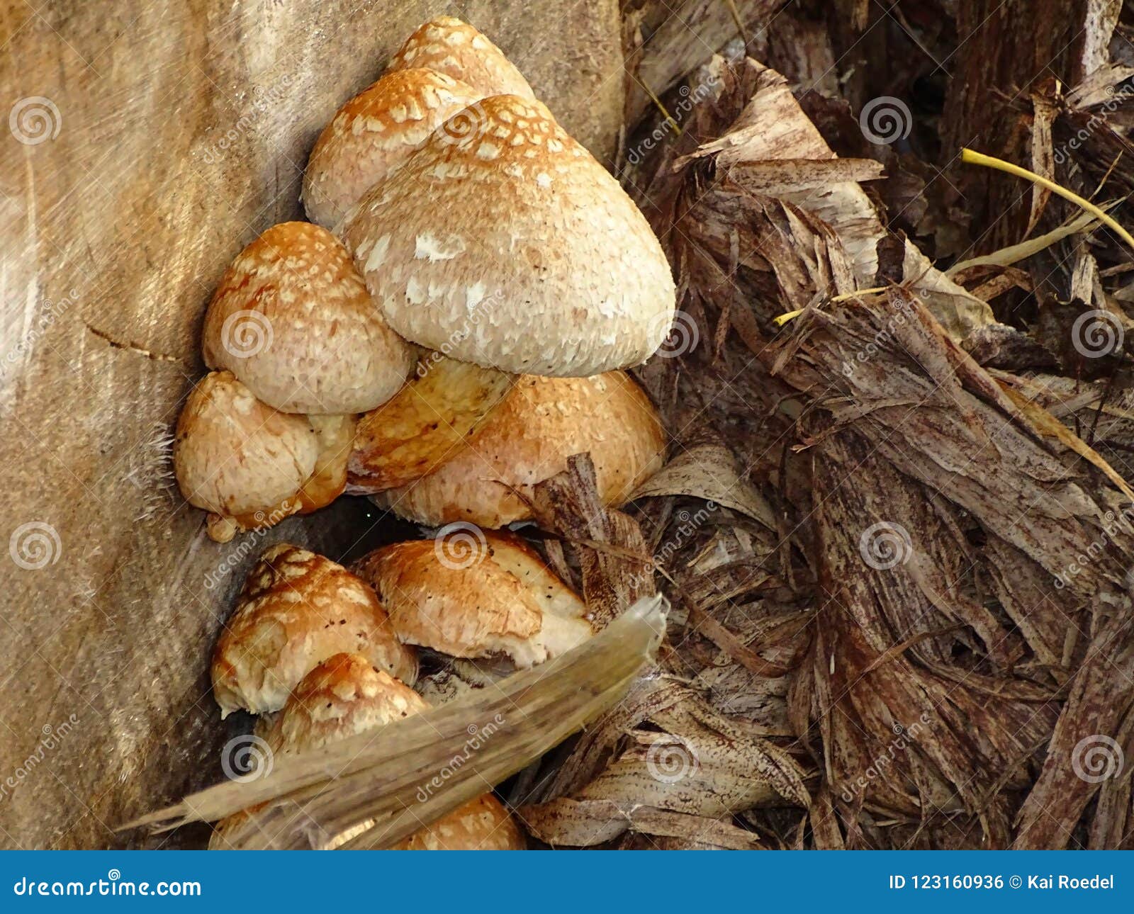 Beautiful Mushrooms Sprout from a Bench Stock Photo - Image of nature ...