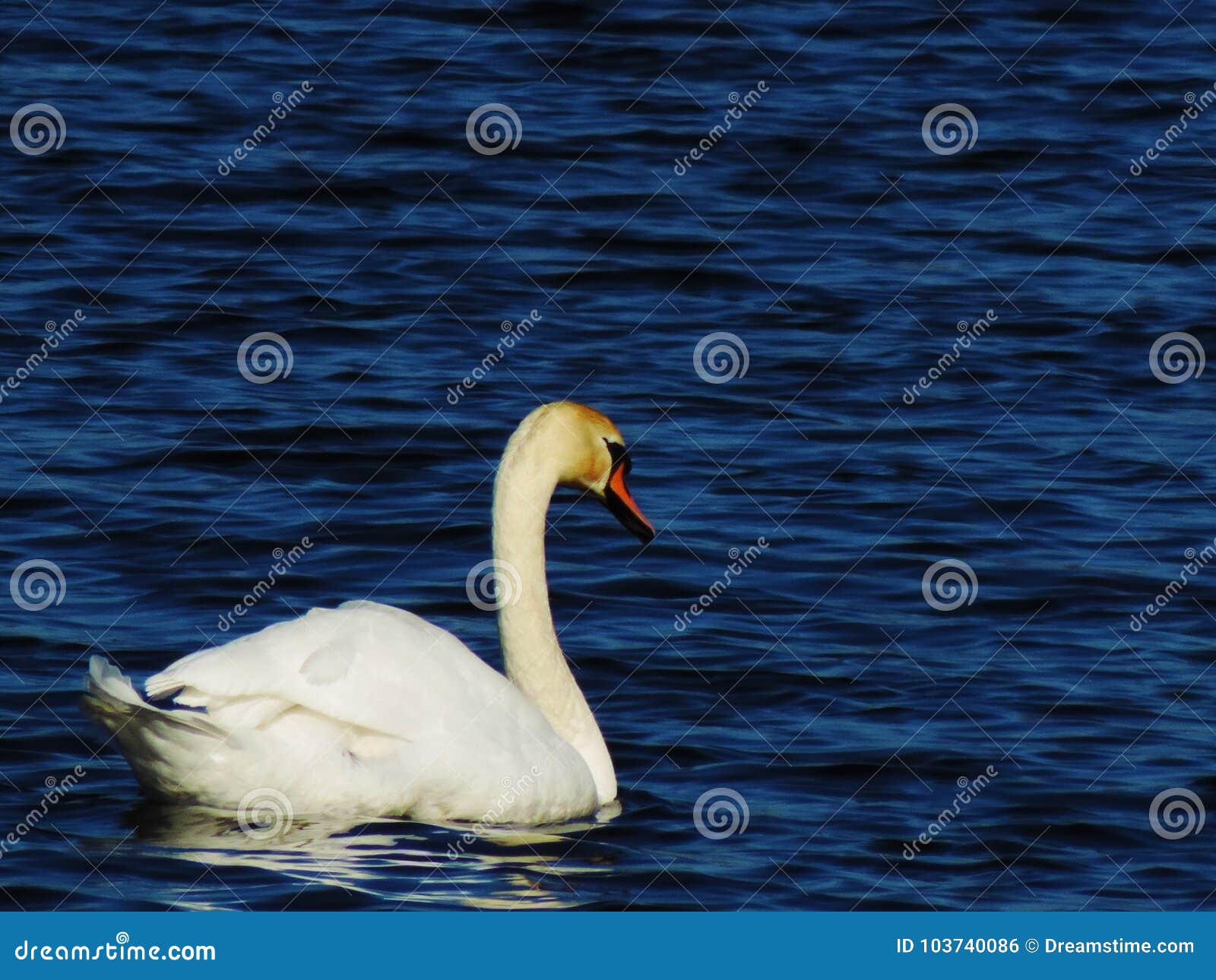 beautiful mute swan in the sea