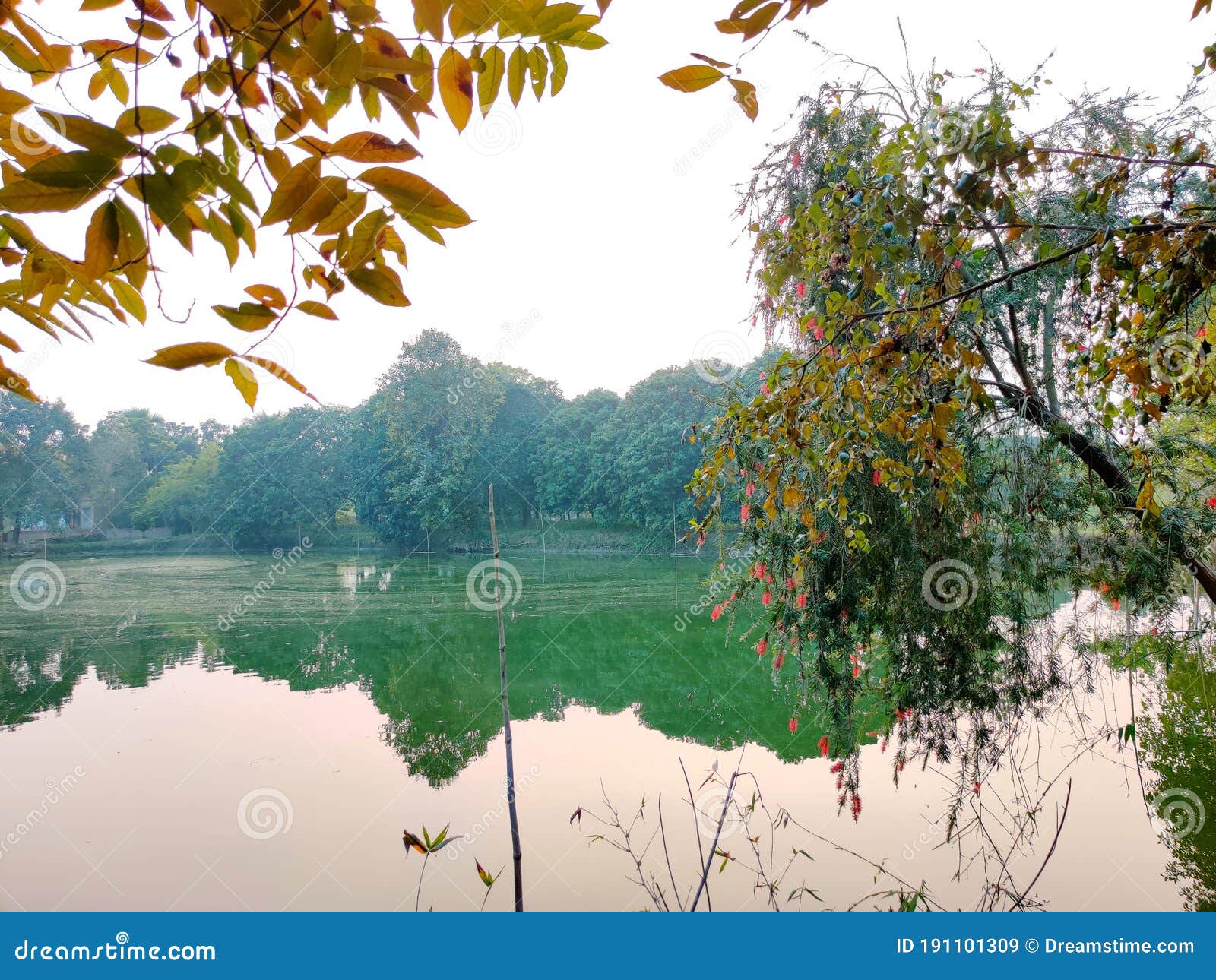 a beautiful natur view with pond