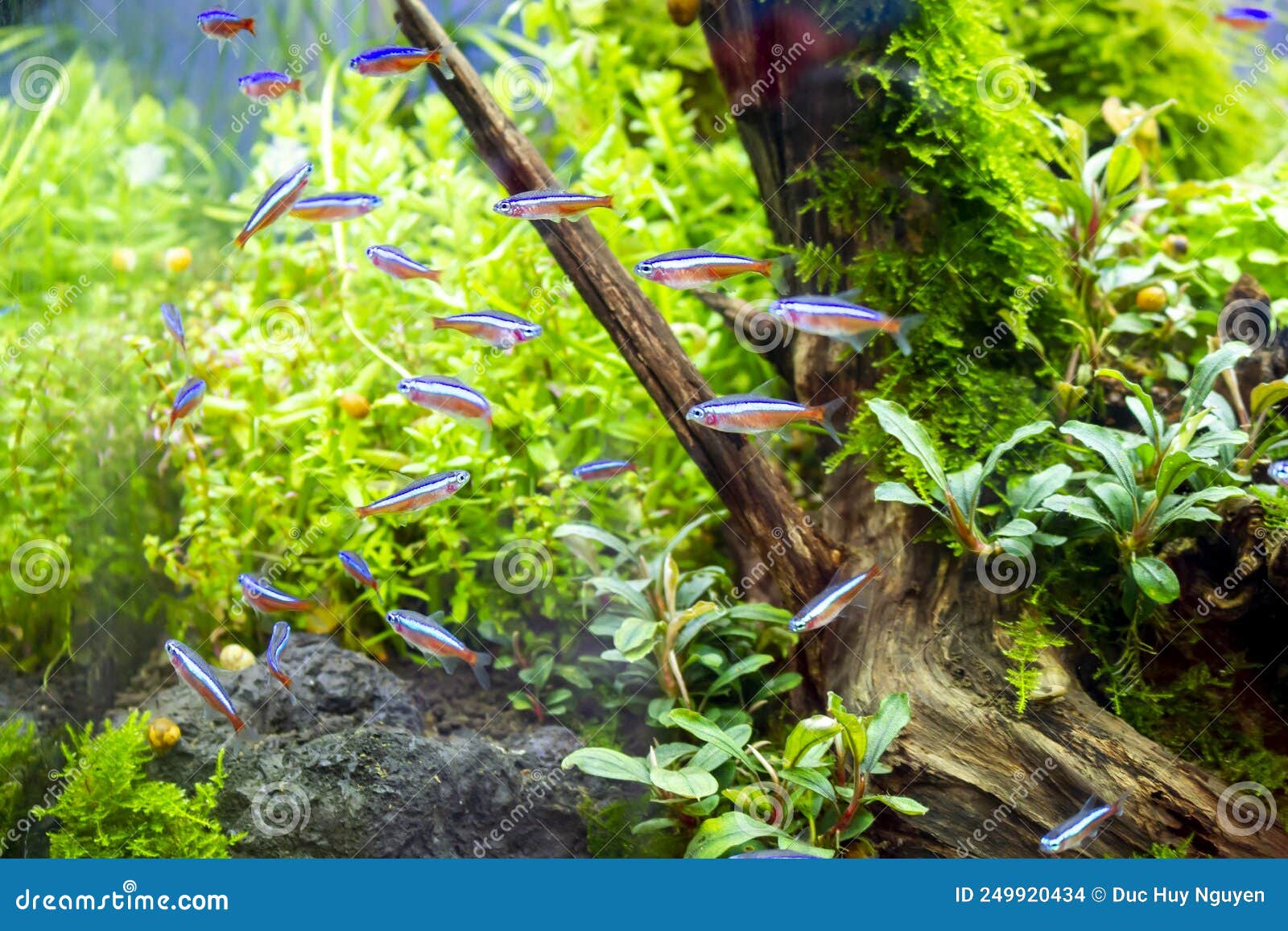 beautiful natural aquarium aquascape with rock, driftwood and ornamental fish.
