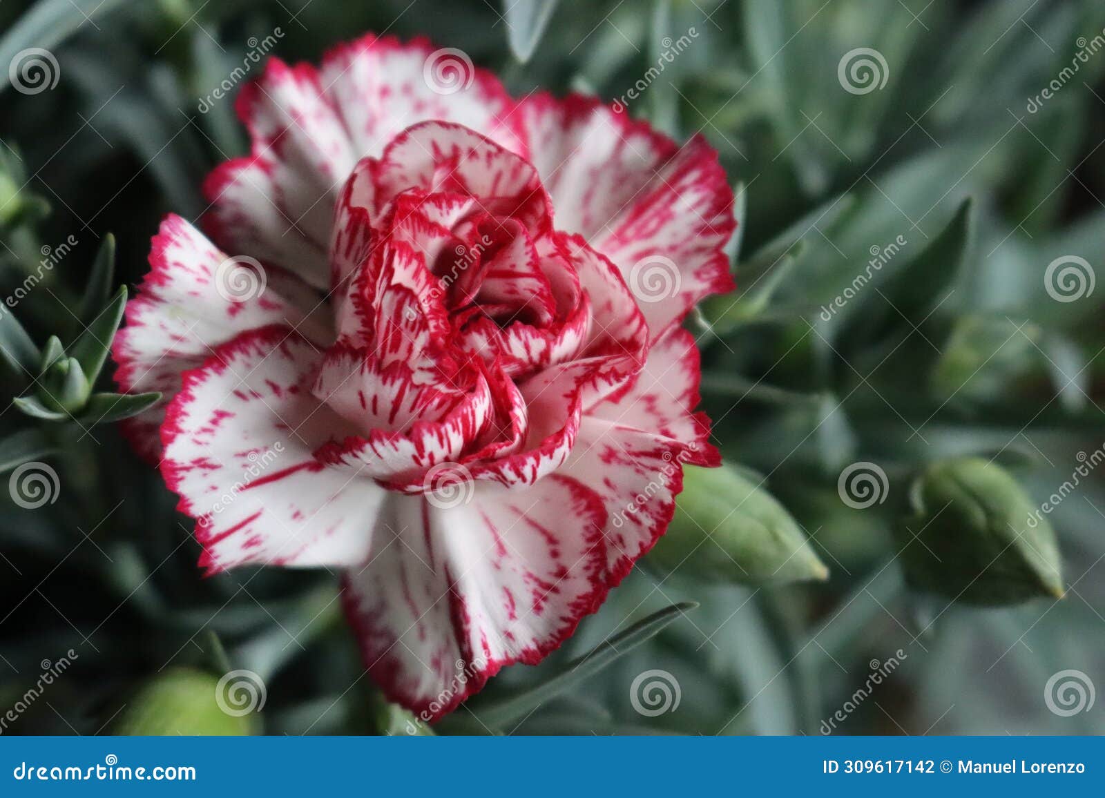 beautiful natural carnation flower color plant green red