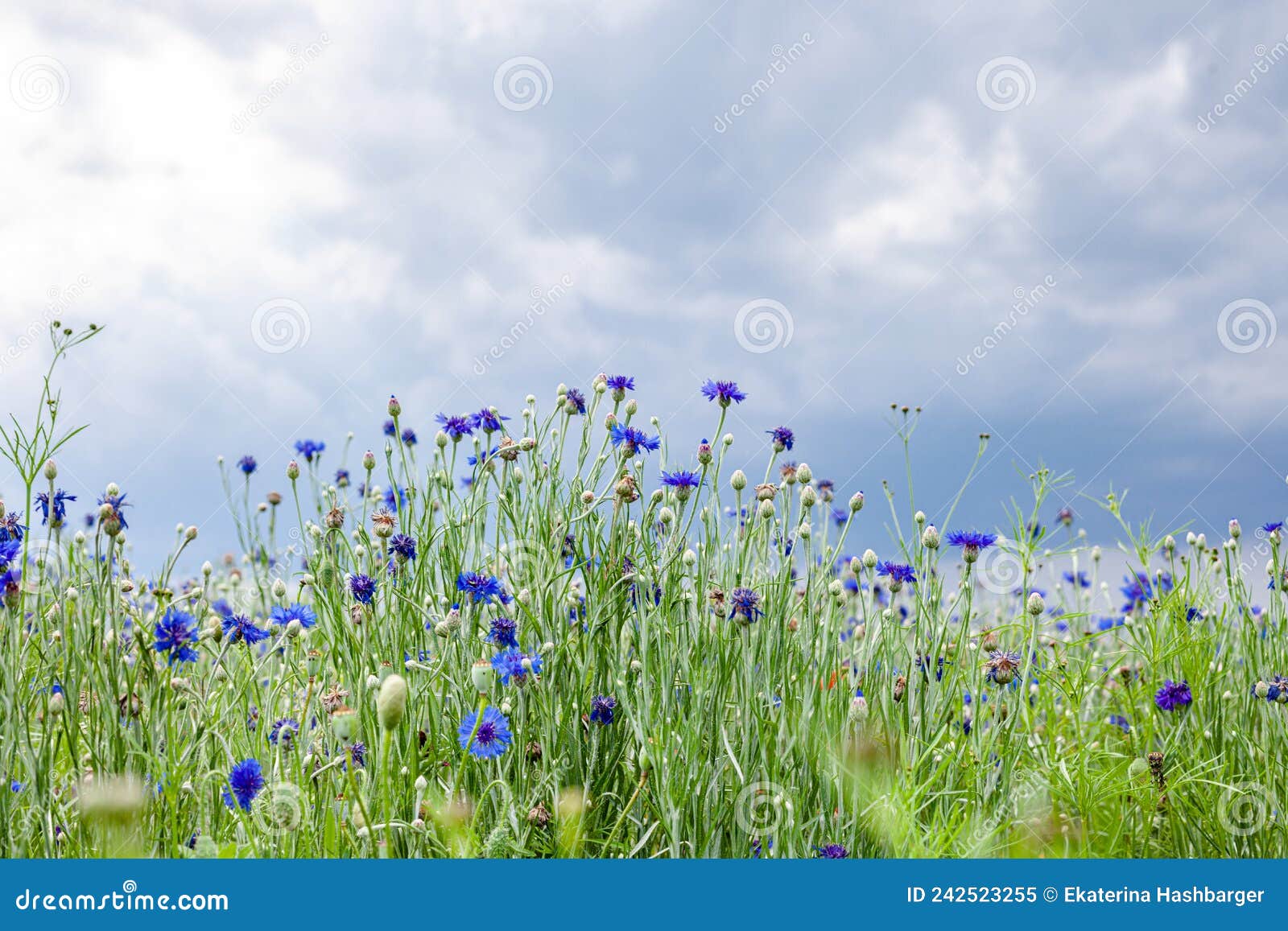 Beautiful Natural Cornflower Meadows Landscape and Space for Text Stock