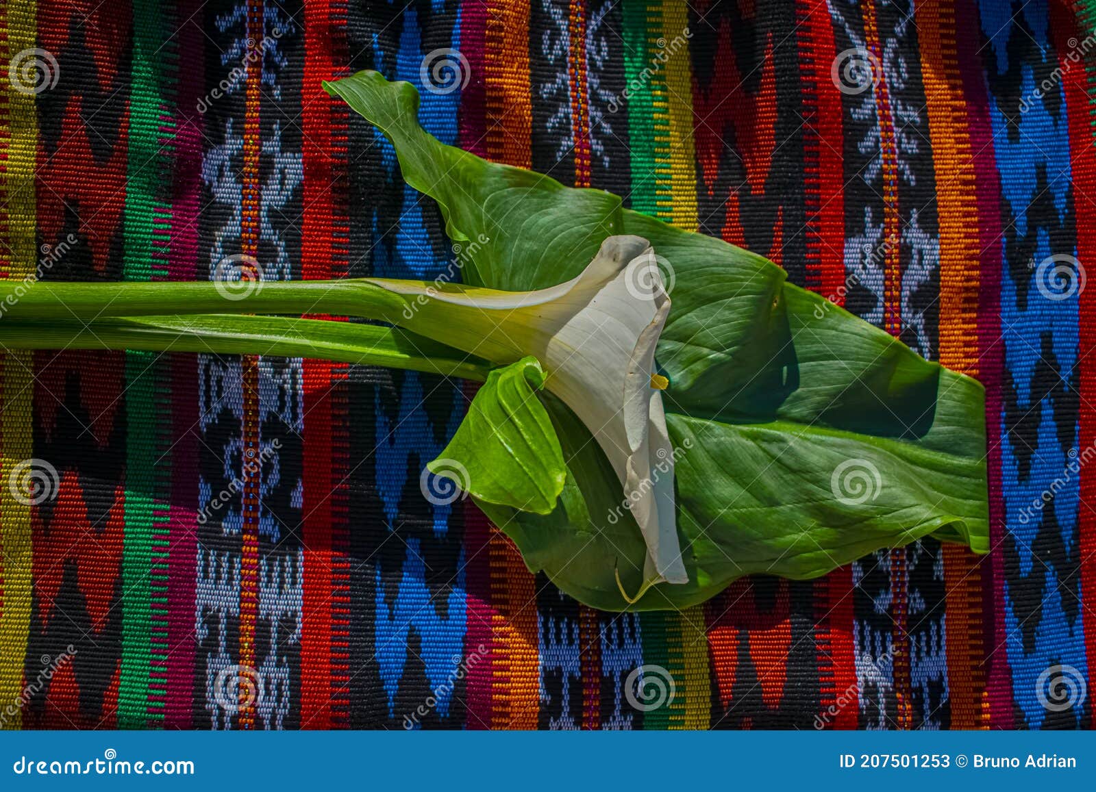 beautiful natural flower with typical mayan cajola background