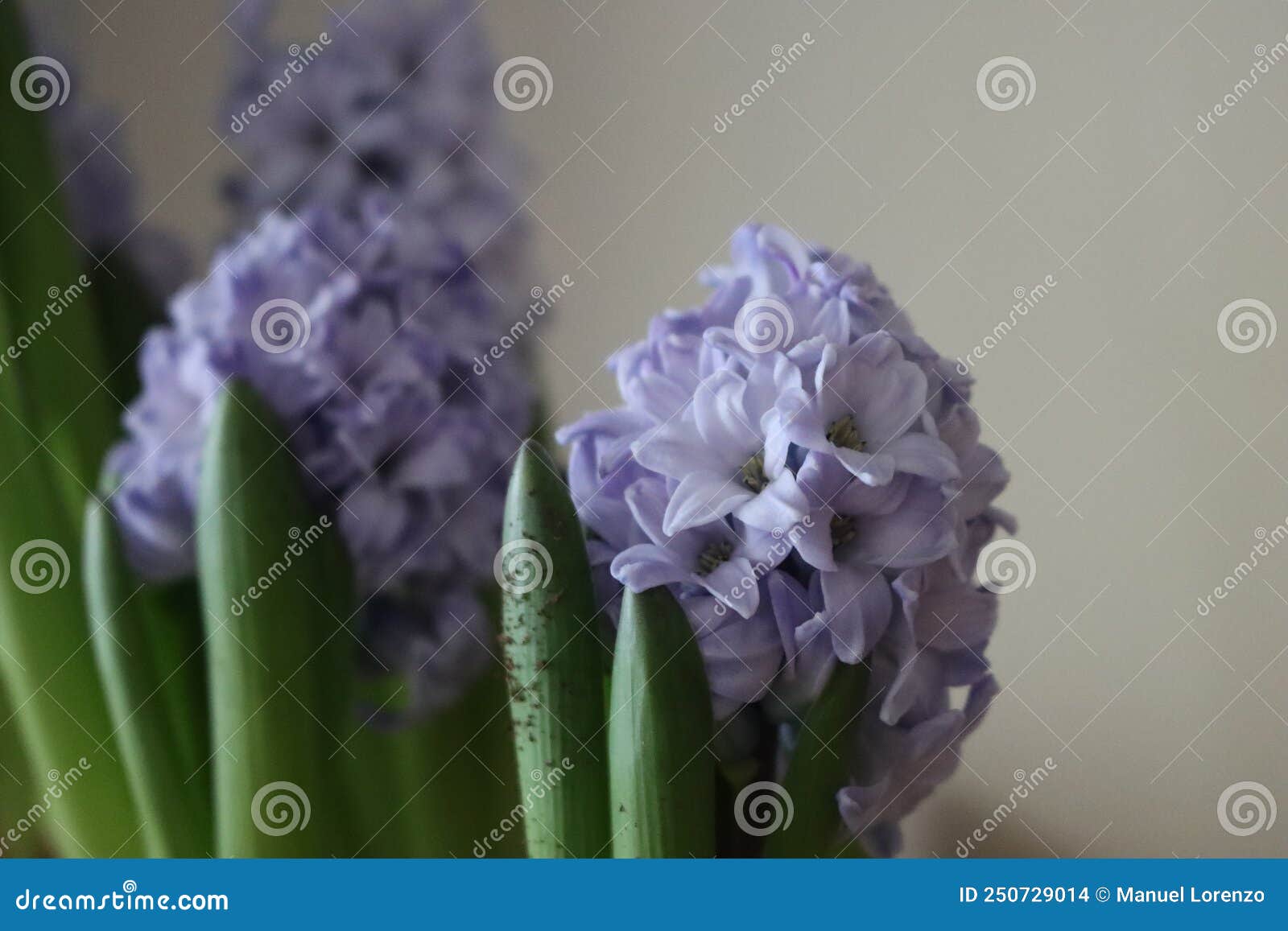 beautiful natural flowers aromatic spring romanticism gift