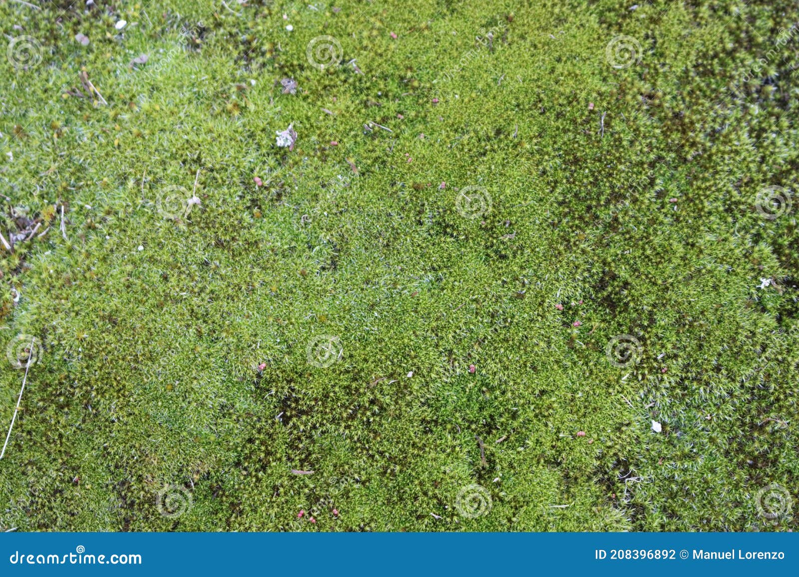 beautiful natural moss fresh soft boiling green