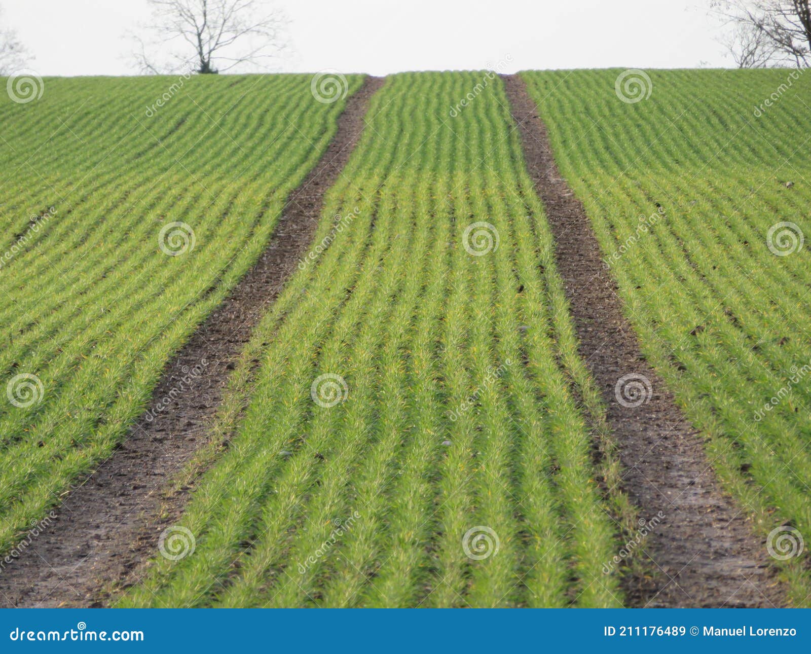 beautiful natural plantation aligned field organized green