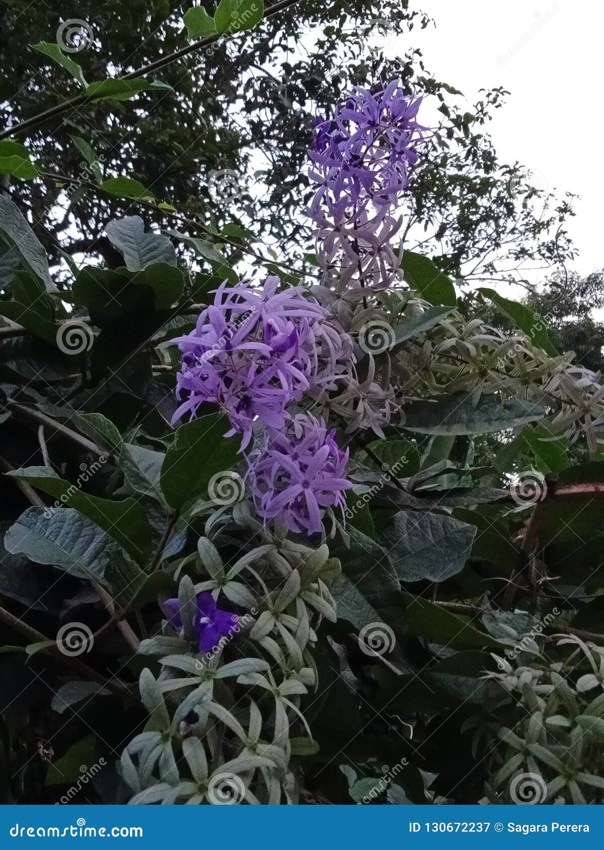 Beautiful Natural Purple Color Flower Of Srilanka Stock Image - Image ...