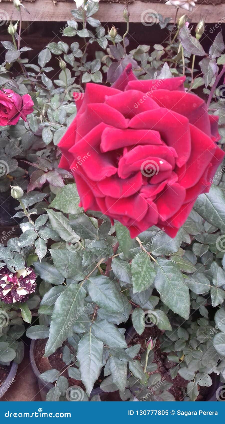 Beautiful Natural Red Colors Rose Flowers of Srilanka Stock Image ...