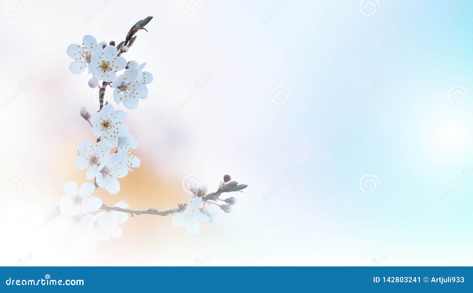 Beautiful  , Spring White     Banner,. Stock Image -  Image of congratulation, amazing: 142803241